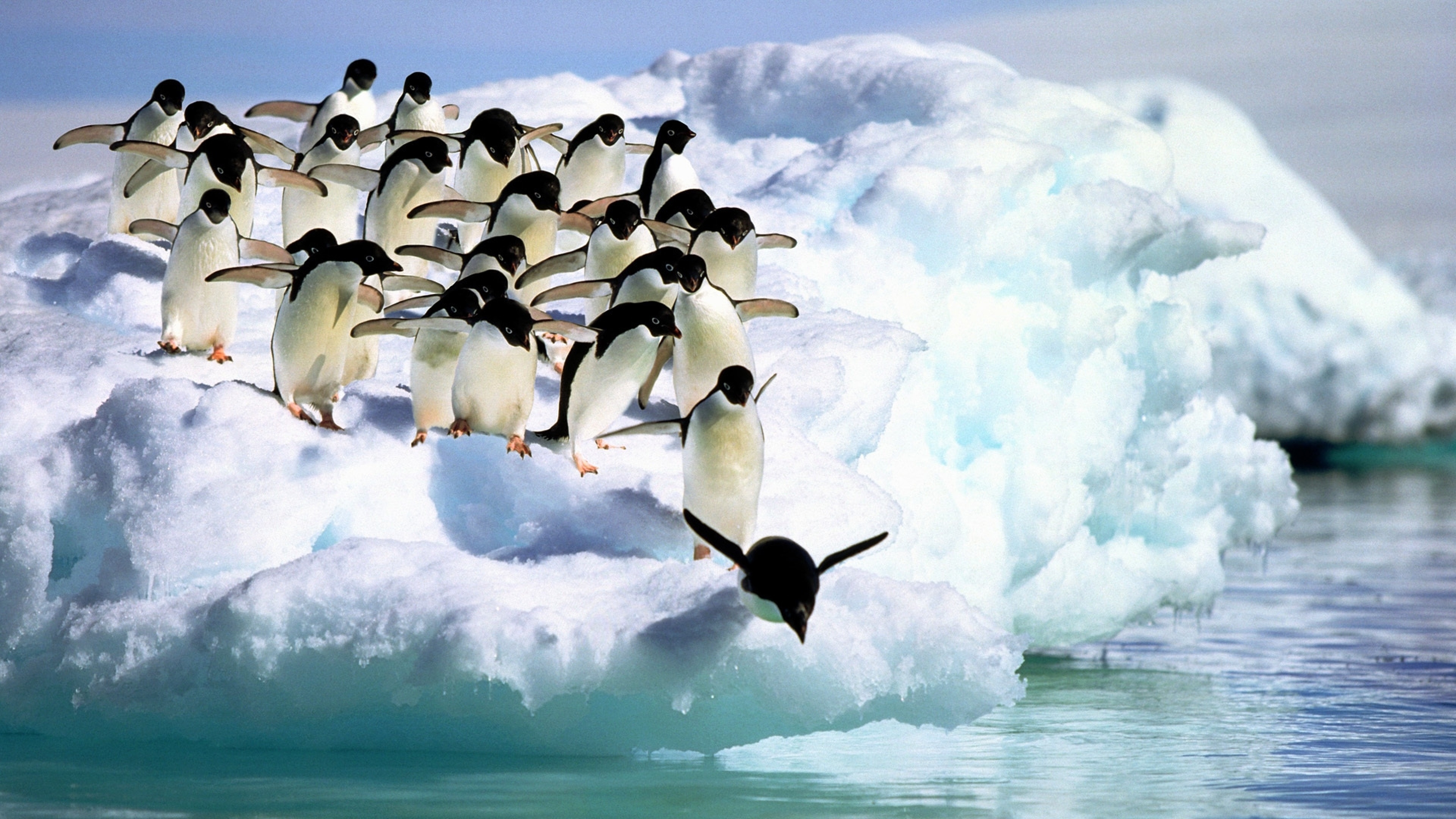 Penguin background, Zoey's creation, Tremendous beauty, Artistic portrayal, 3840x2160 4K Desktop