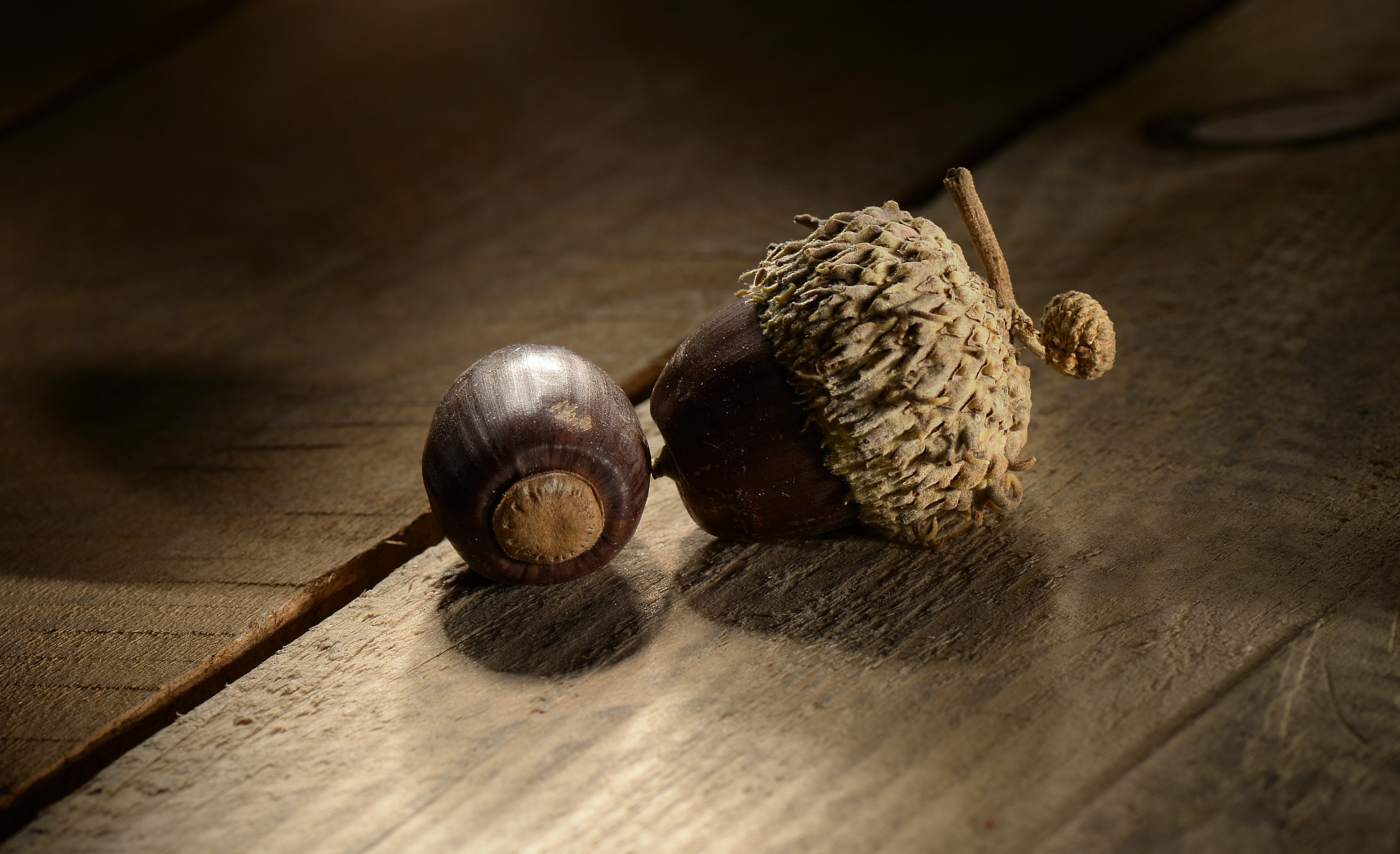 Eat an acorn, Do you have what it takes, 3120x1910 HD Desktop