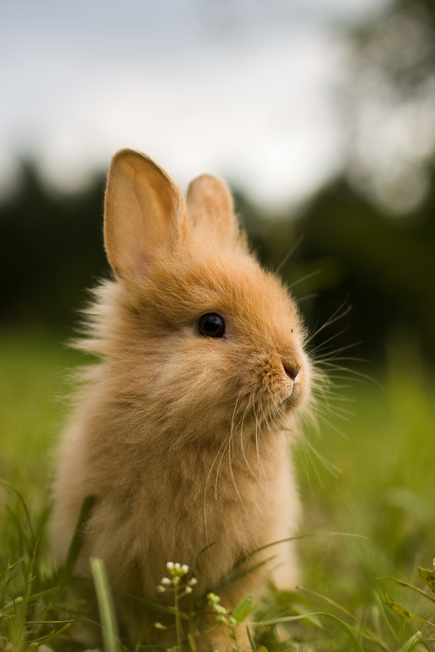 Mobile HD rabbit wallpapers, High-definition backgrounds, Bunny charm on the go, Phone beauty, 1430x2140 HD Phone