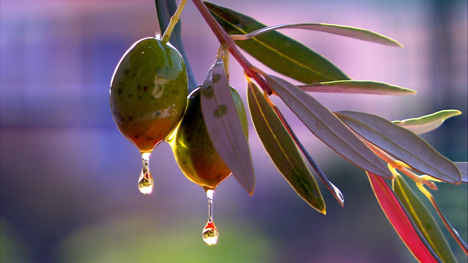 Olive Wallpapers 14 Images WallpaperCat