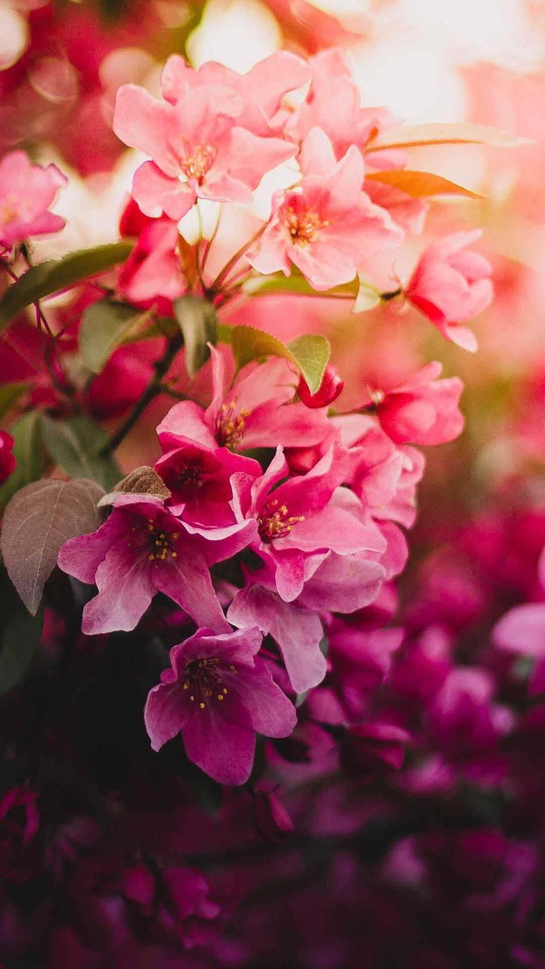 Pink crabapple blossoms, Sunlit flowering branch, Spring floral bokeh, Full HD Phone wallpaper