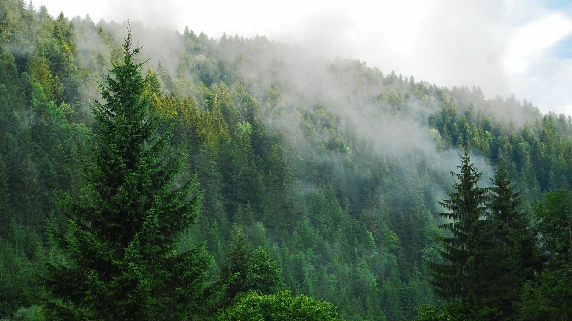 Pine forest majesty, Rustic woodland charm, Nature's fragrant sanctuary, Tranquil solitude, 1920x1080 Full HD Desktop