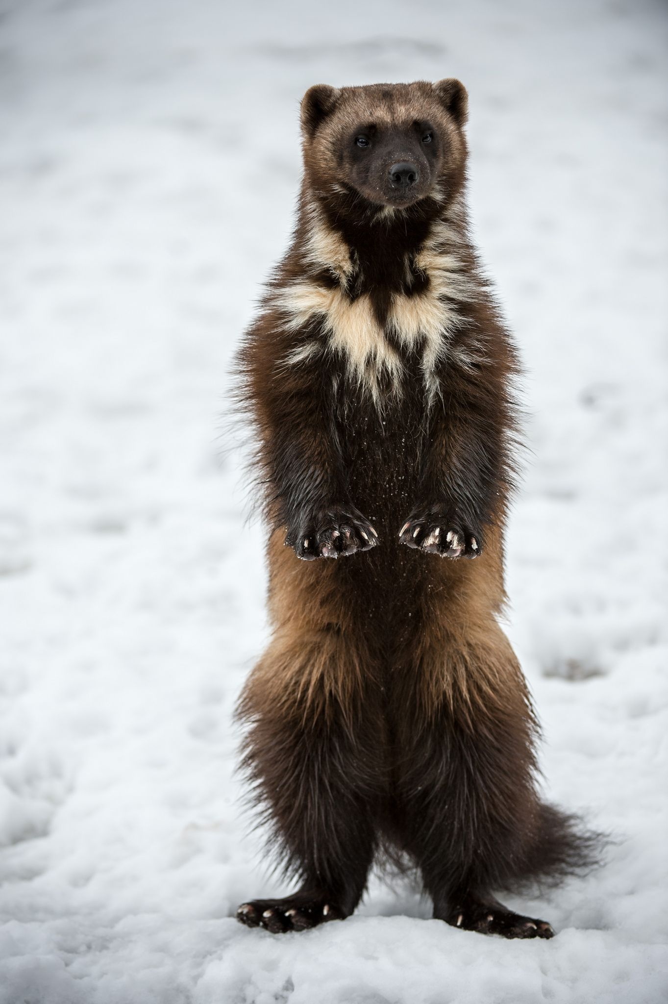 Standup wolverine, Wolverine animal, Rare animals, Animals beautiful, 1370x2050 HD Phone