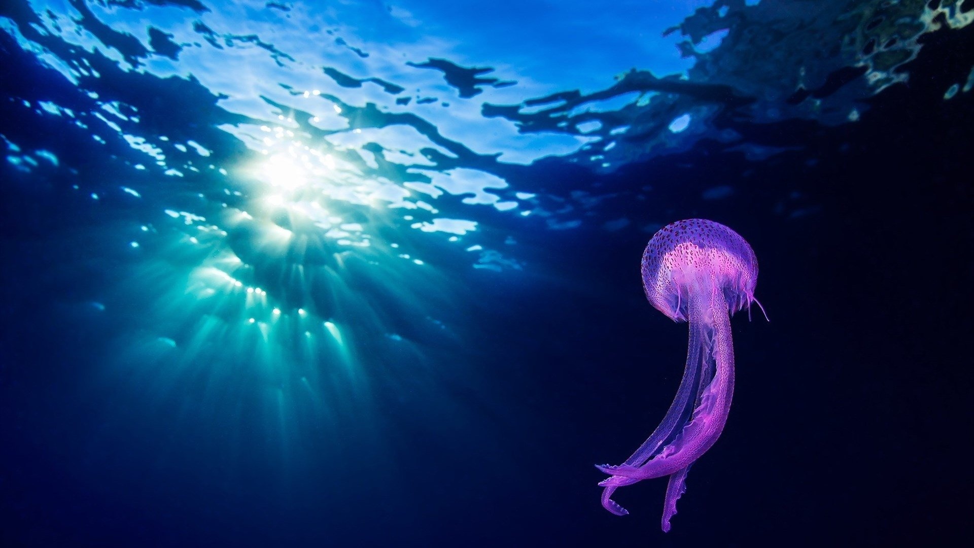 Stunning desktop wallpapers, HD jellyfish images, Mesmerizing underwater scenes, Background pictures, 1920x1080 Full HD Desktop