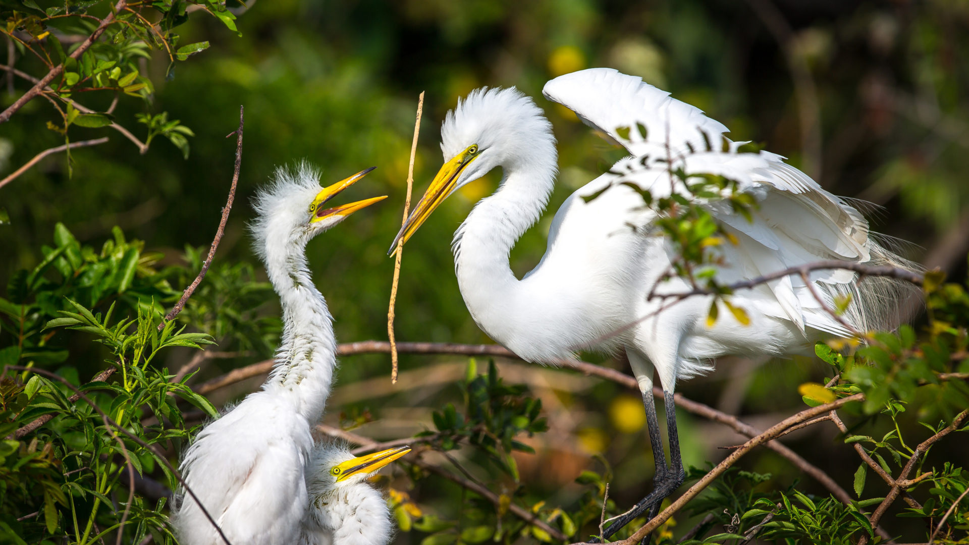 Great egret, Herons Wallpaper, 1920x1080 Full HD Desktop