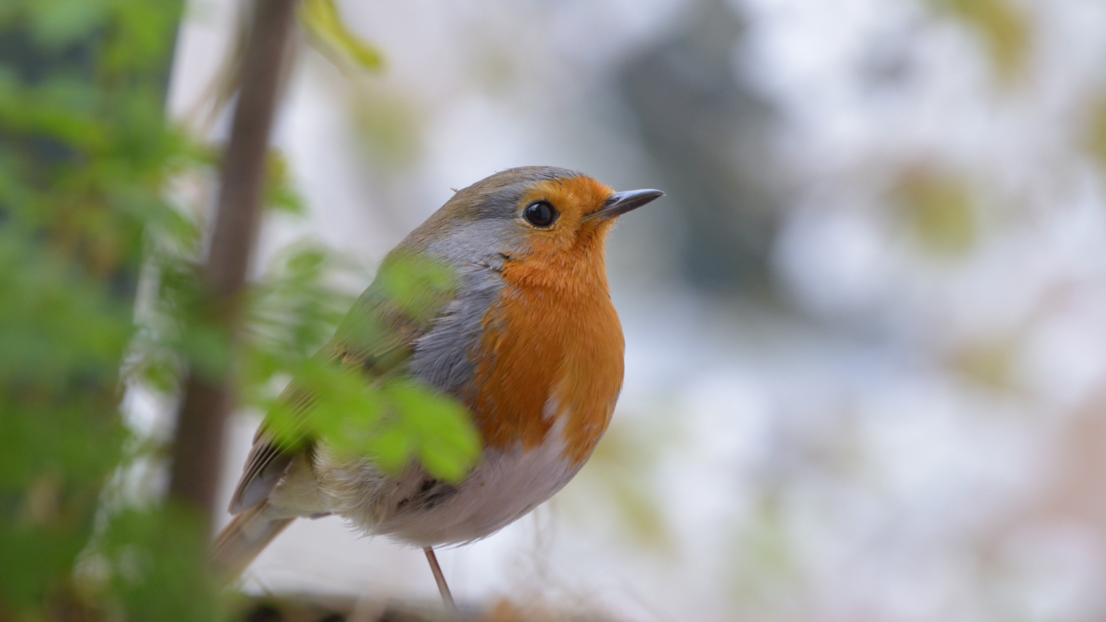 Robin bird wallpaper, Widescreen format, Stunning resolution, Perfect backdrop, 3840x2160 4K Desktop