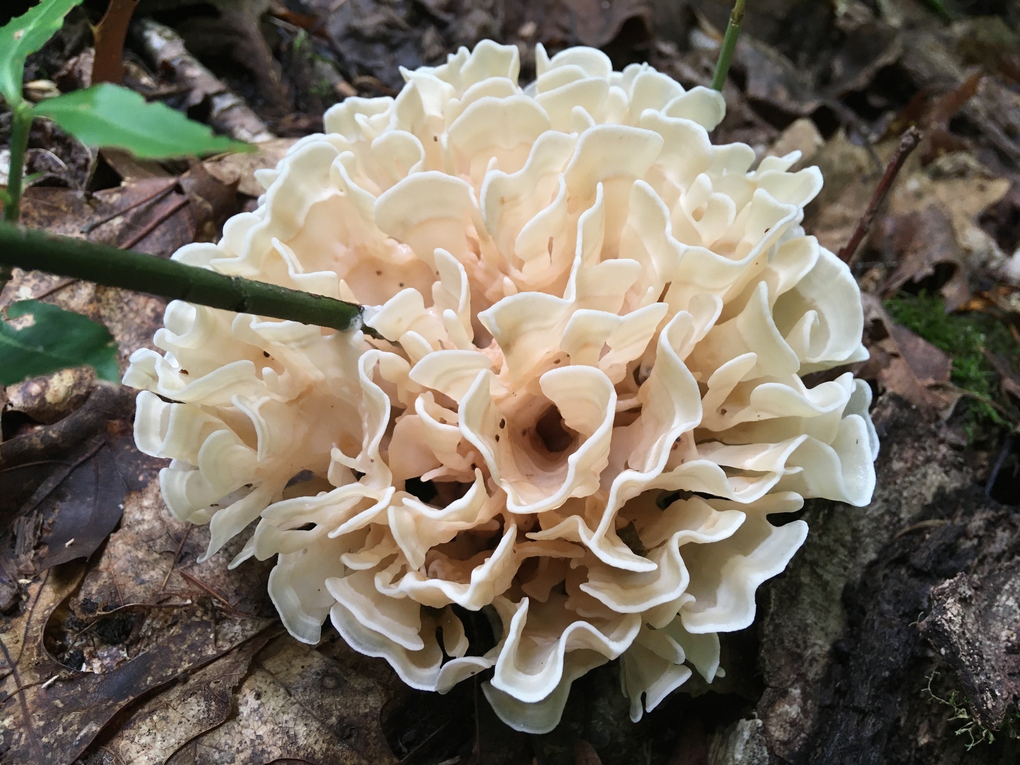 Sparassis genus, Inaturalist United Kingdom, Cauliflower mushrooms, Food, 2050x1540 HD Desktop