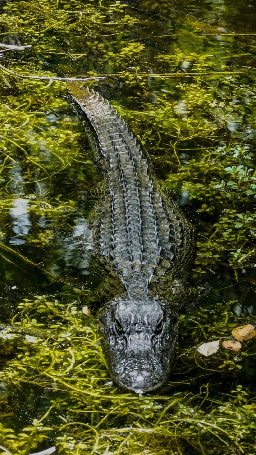 Crocodile Animals - Crocodile Pictures, Animal Photography, 1080x1920 Full HD Phone