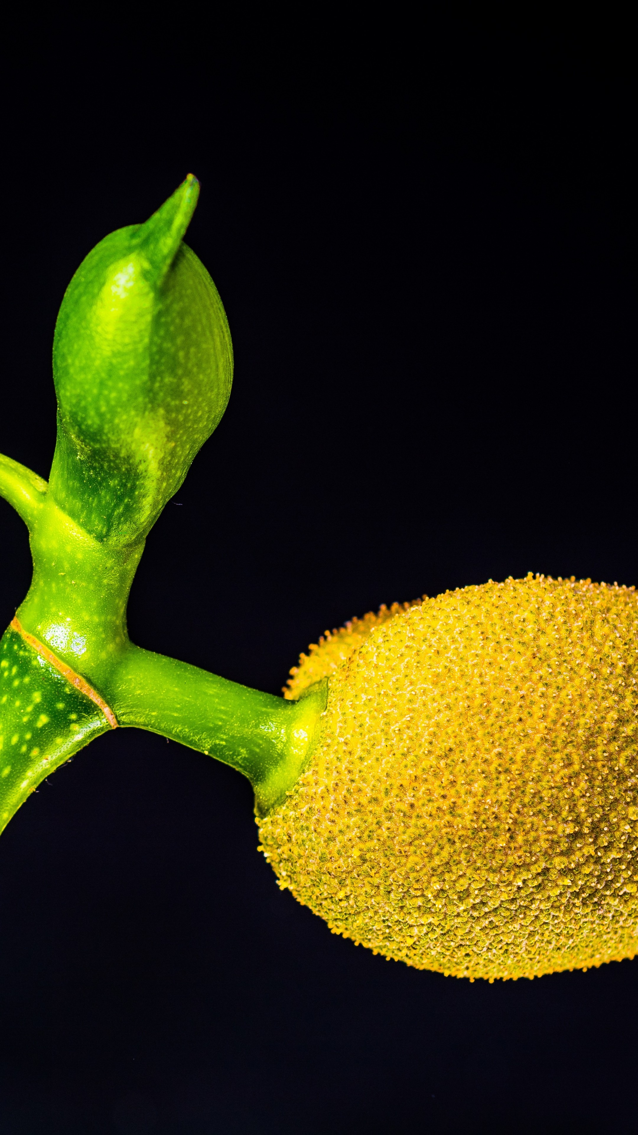 Jackfruit wallpaper, 5k resolution, Food photography, Visual feast, 2160x3840 4K Phone