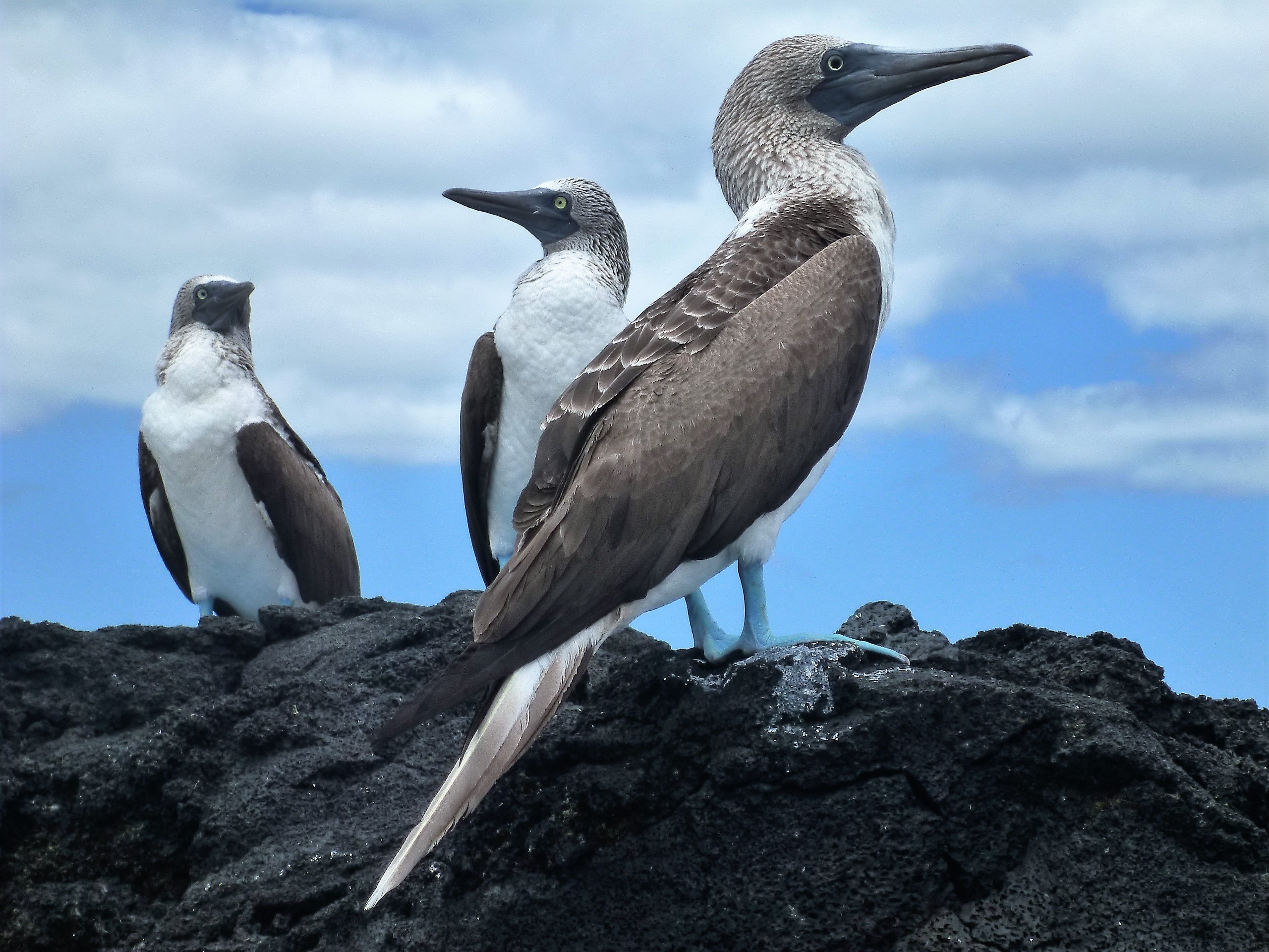 Blue footed booby, Volant travel, Bird, Distinctive, 2560x1920 HD Desktop