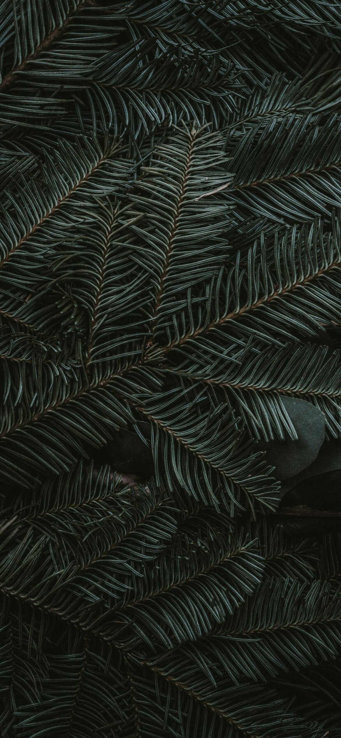 Spruce, Leaf Wallpaper, 1170x2540 HD Phone