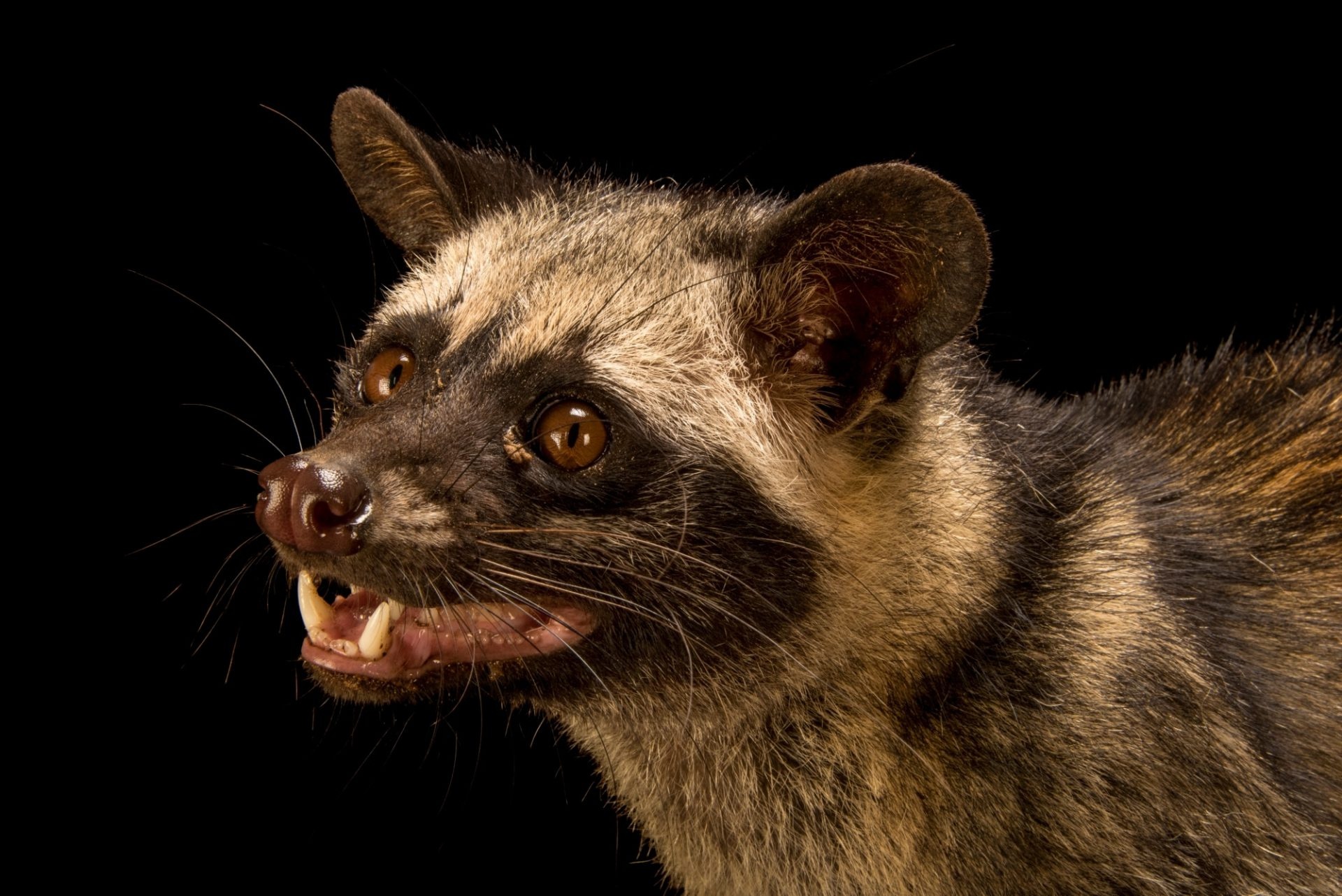Asian Palm Civet, Ani062 00487, Joel Sartore, 1920x1290 HD Desktop