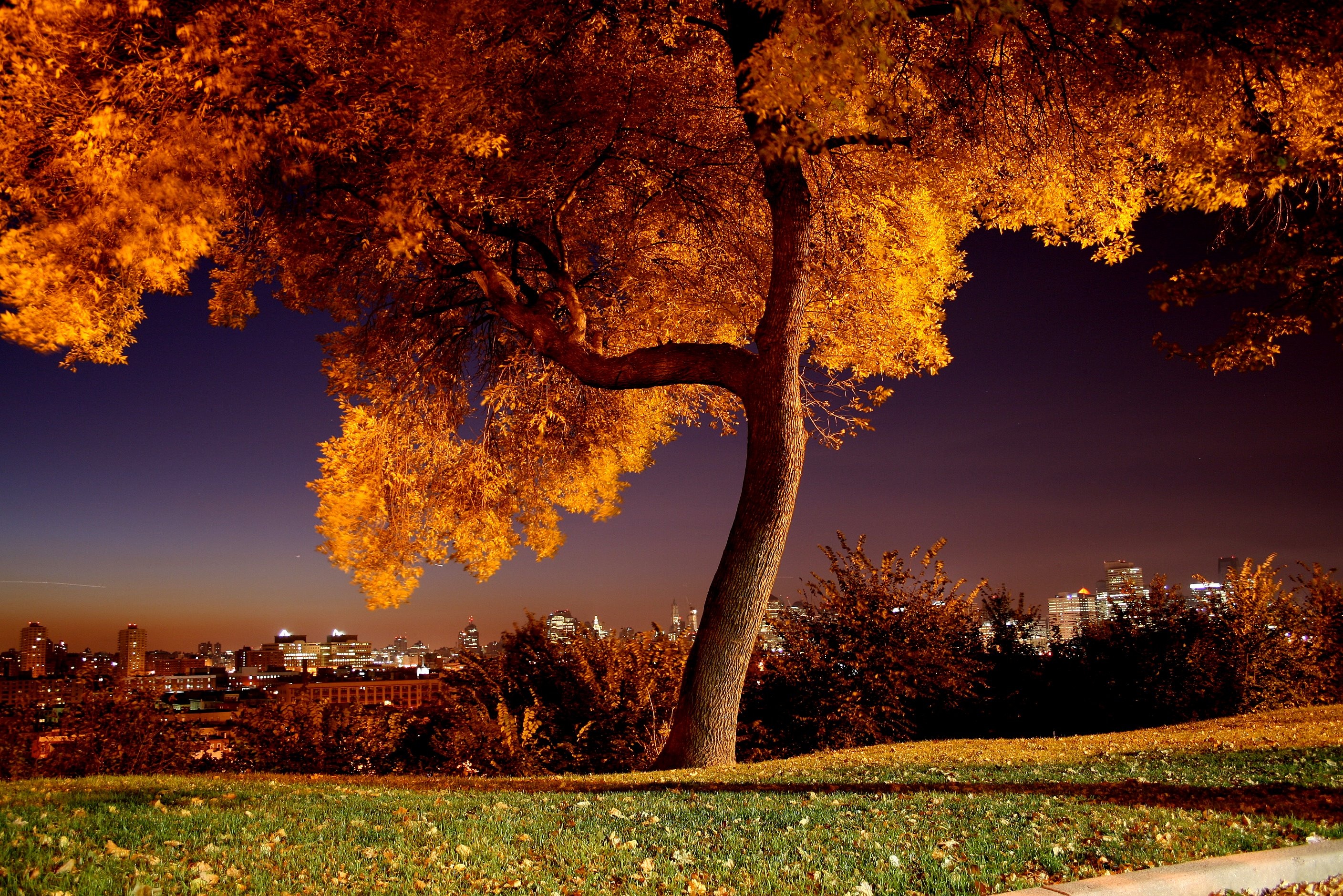 Manhattan, Maple Tree Wallpaper, 2820x1880 HD Desktop