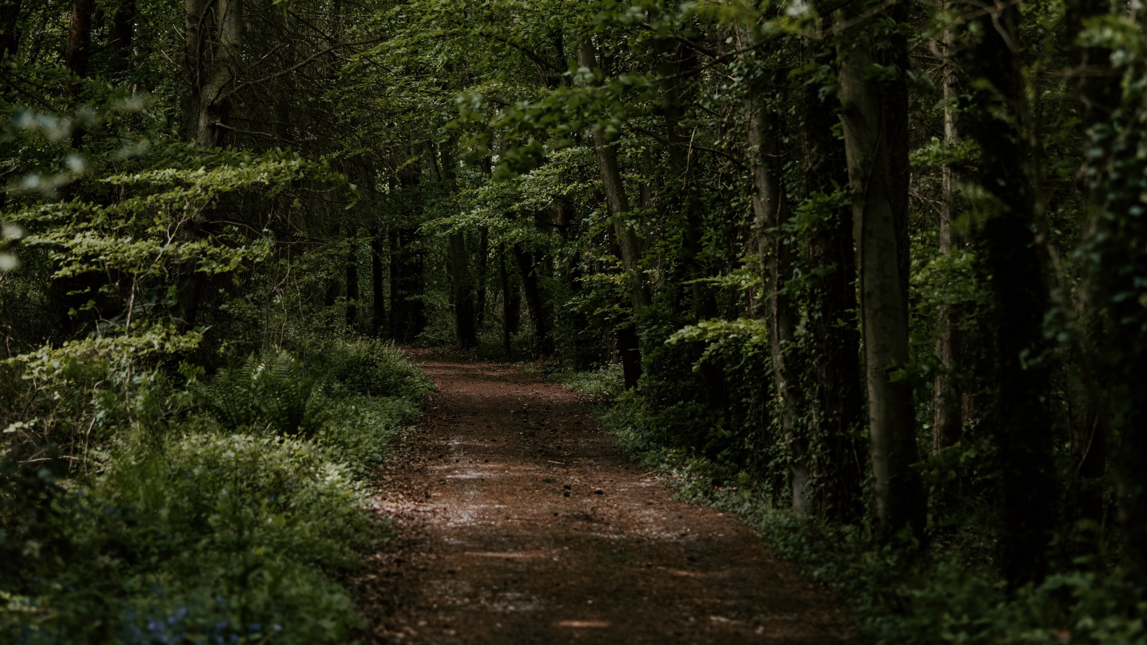 Forest Path, Forests Wallpaper, 3840x2160 4K Desktop