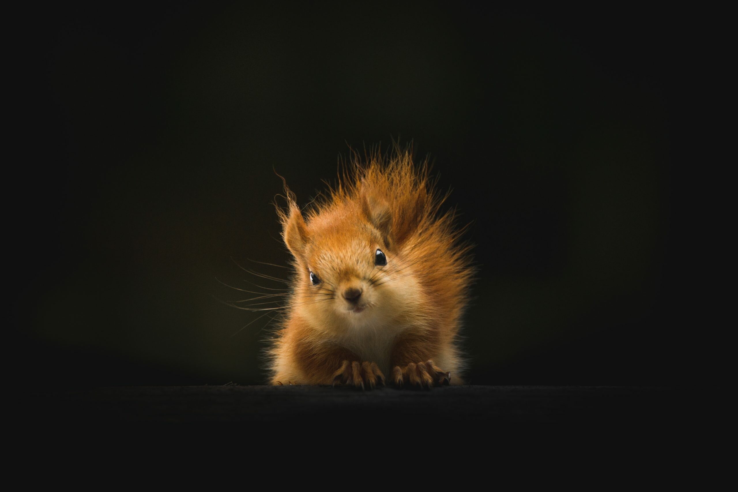 Cute squirrel 4k, Lively squirrel photos, 2560x1710 HD Desktop