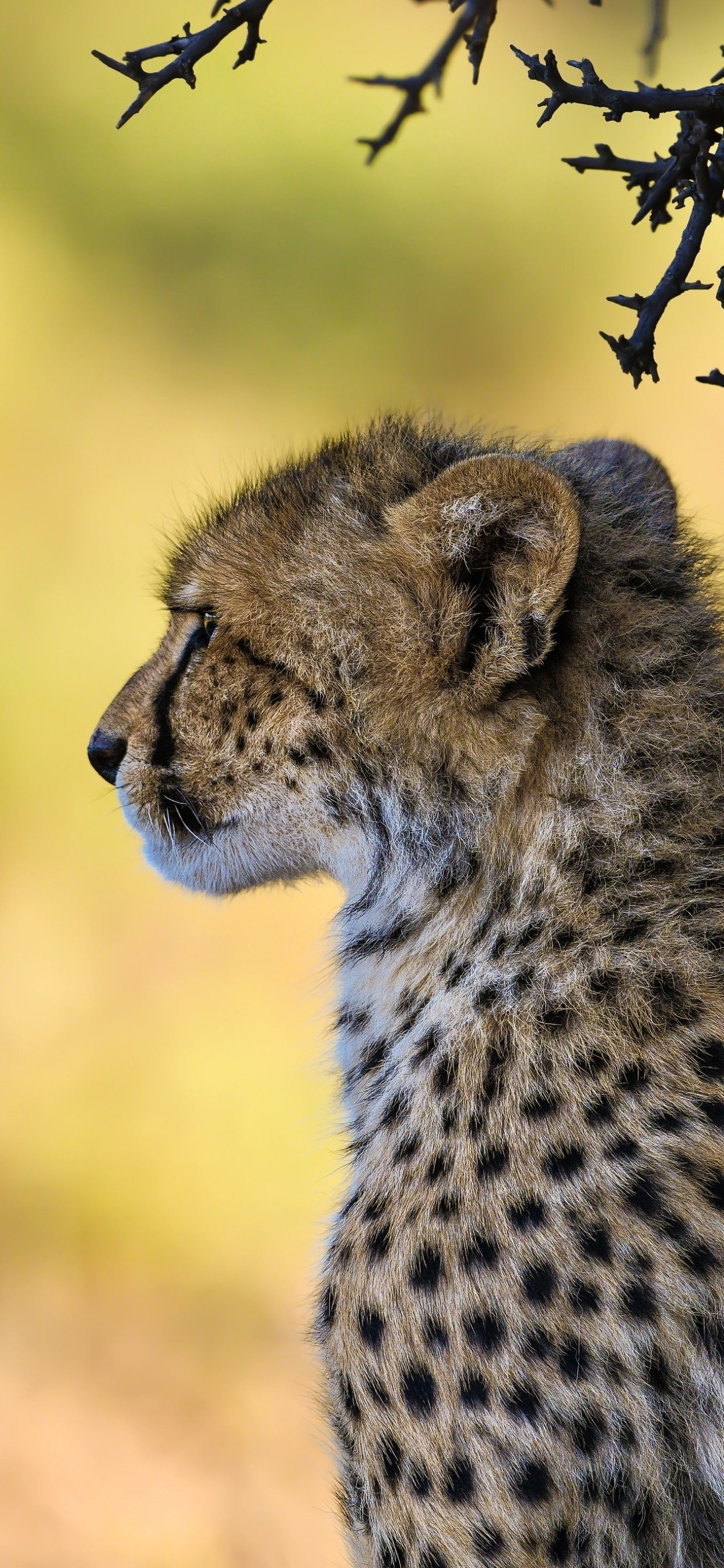 South African cheetah, Wild Animals Wallpaper, 1250x2690 HD Phone