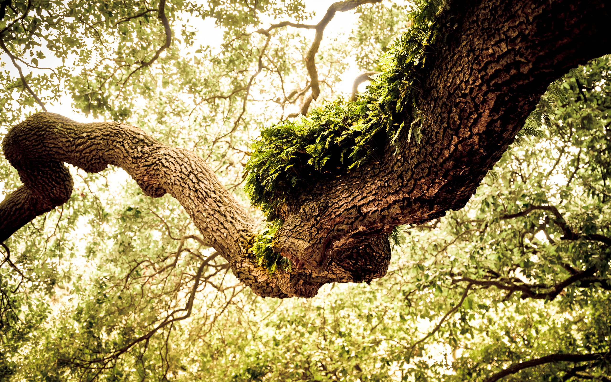 Oak Tree, Oak tree wallpaper, Green HD, Desktop wallpapers, 2560x1600 HD Desktop