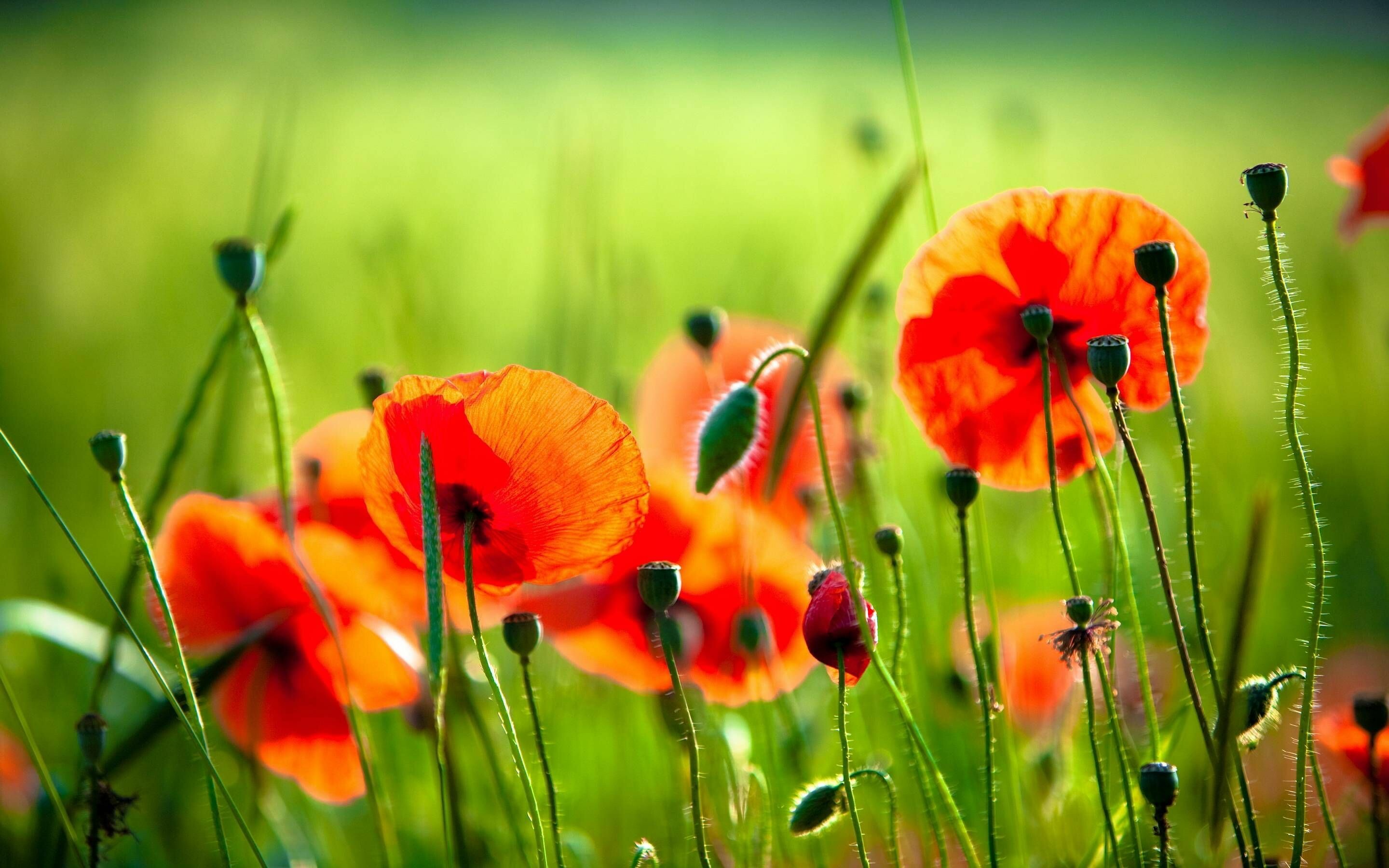 Vibrant red poppies, Nature's stunning display, Poppy flower beauty, Fiery blossoms, 2880x1800 HD Desktop