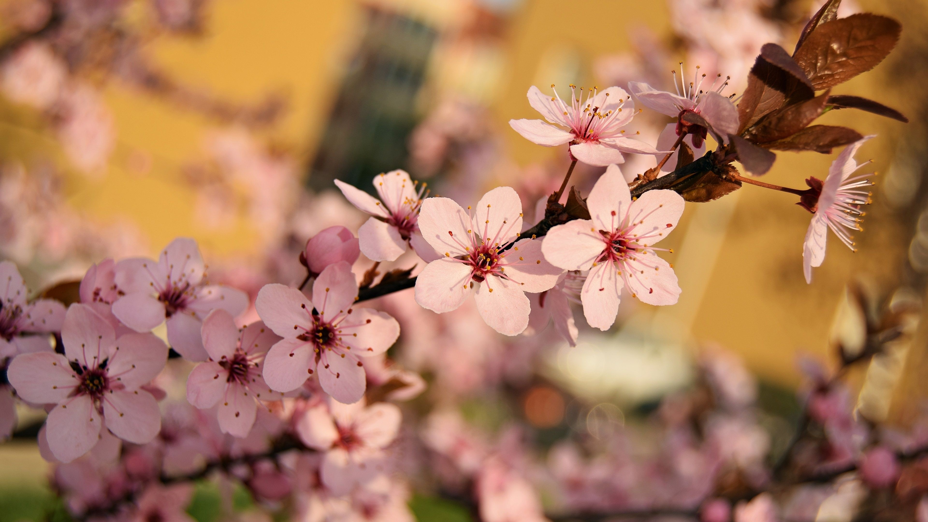 Blooming sakura branch, Pink cherry blossoms, Warm golden bokeh, 4K Desktop wallpaper