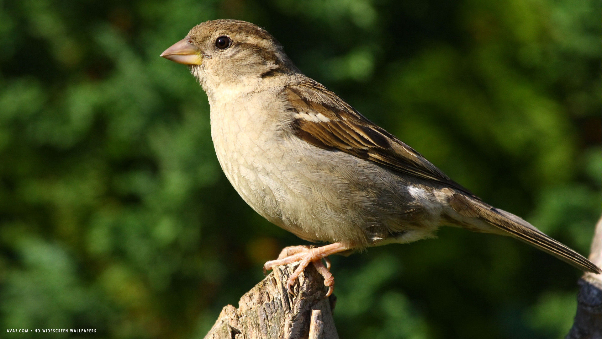 Sitting sparrow, Widescreen wallpaper, Stunning bird, Nature backdrop, 1920x1080 Full HD Desktop