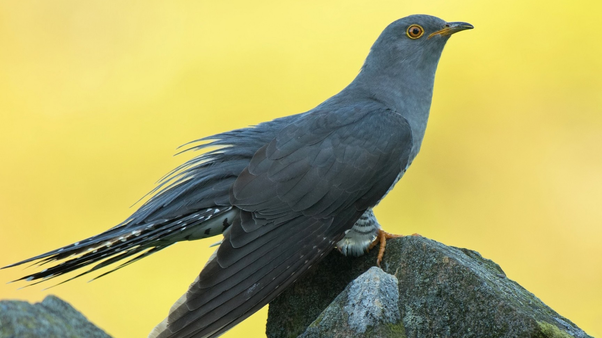Graphic cuckoo wallpapers, Artistic avian, Nature-inspired, Aesthetic delight, 1920x1080 Full HD Desktop