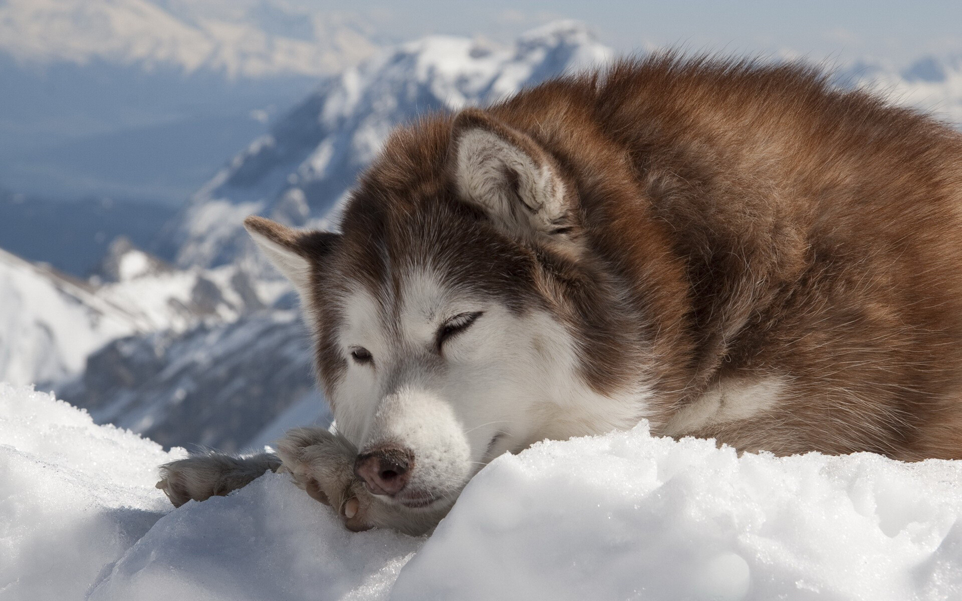 Snow, Siberian Huskies Wallpaper, 1920x1200 HD Desktop