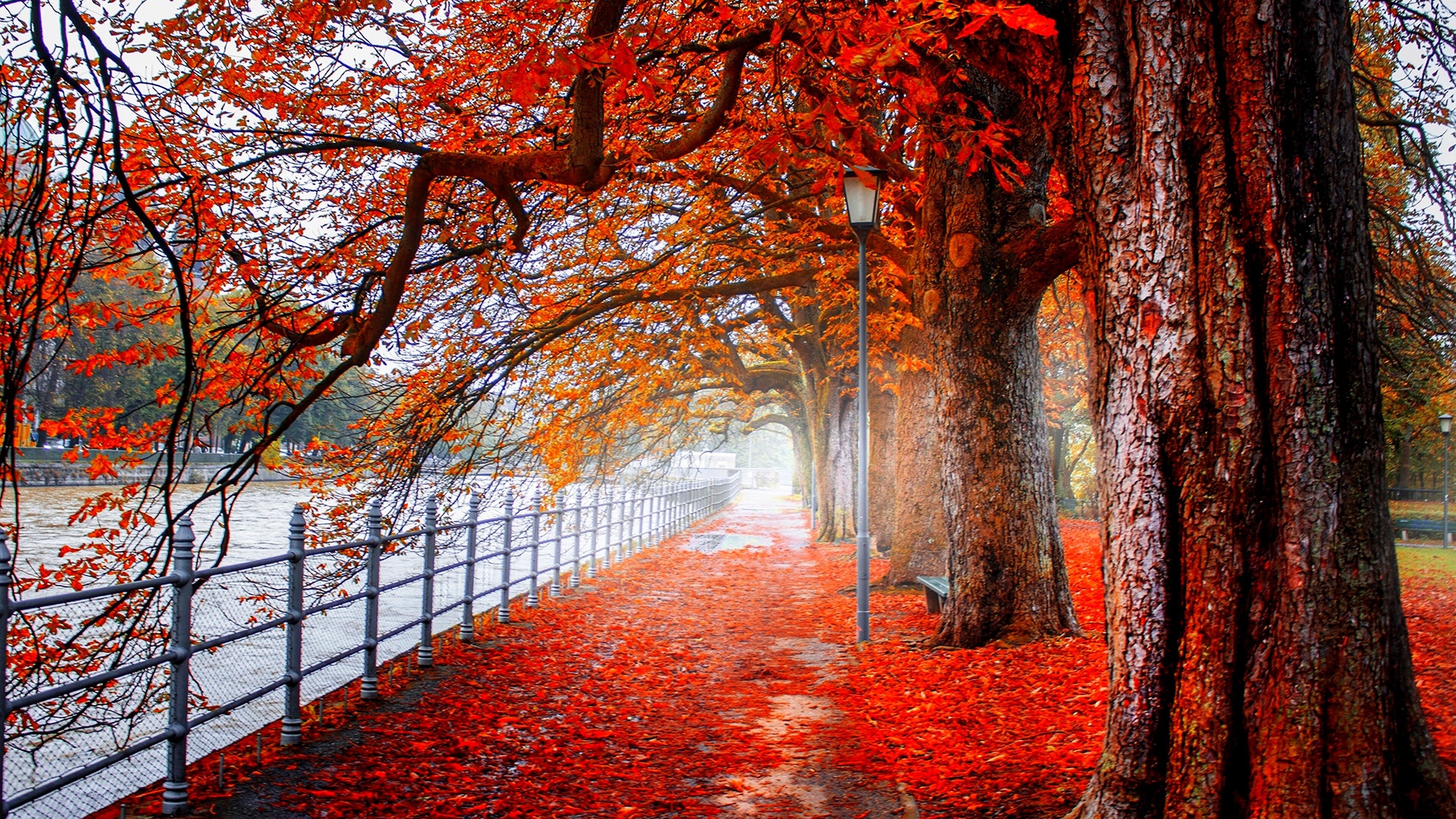 Autumn Park Alley, Red Maple Trees, Riverside Promenade, 4K Desktop Wallpaper