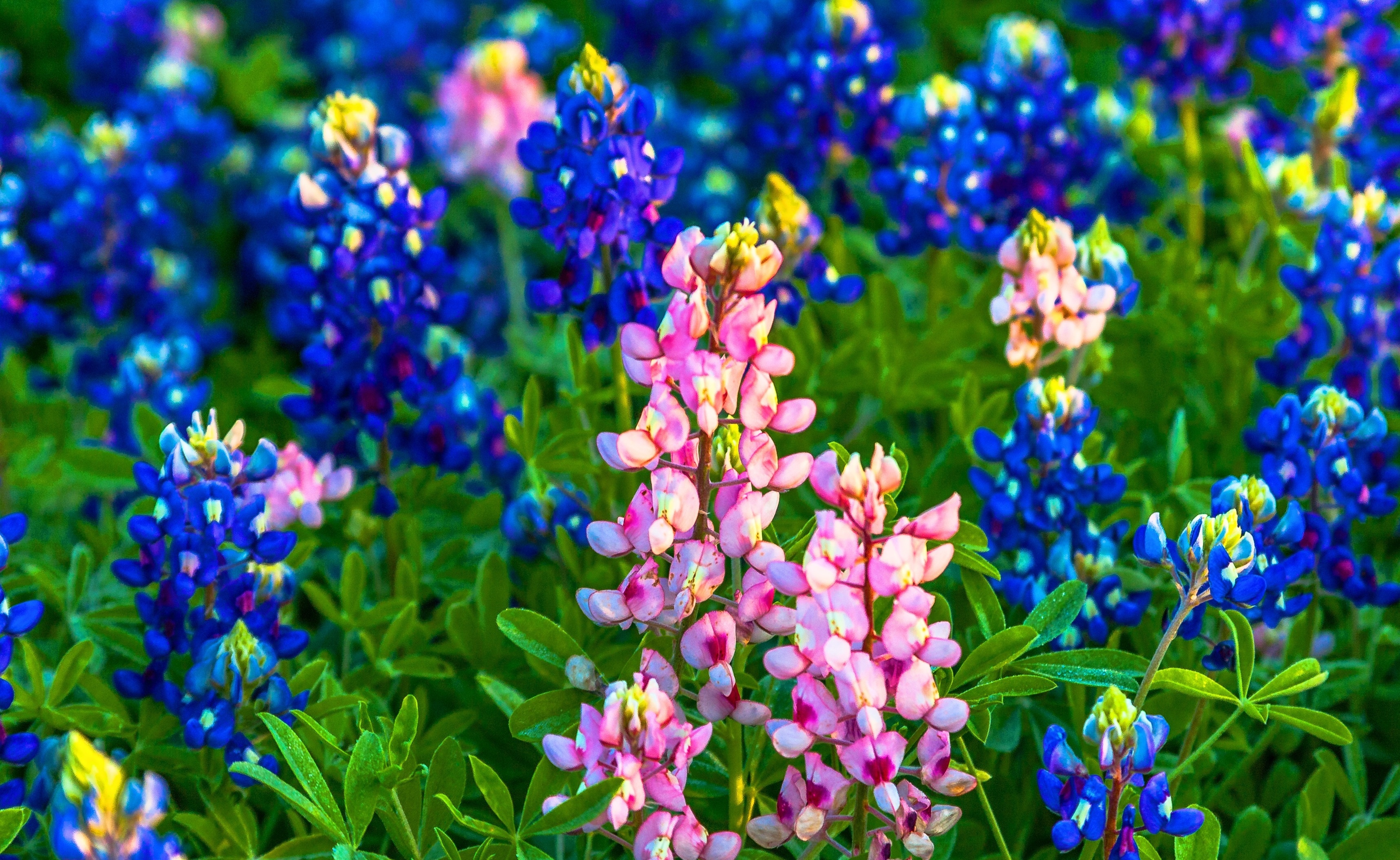 Bluebonnet, Beautiful wallpapers, Stunning images, Vibrant colors, 3440x2110 HD Desktop