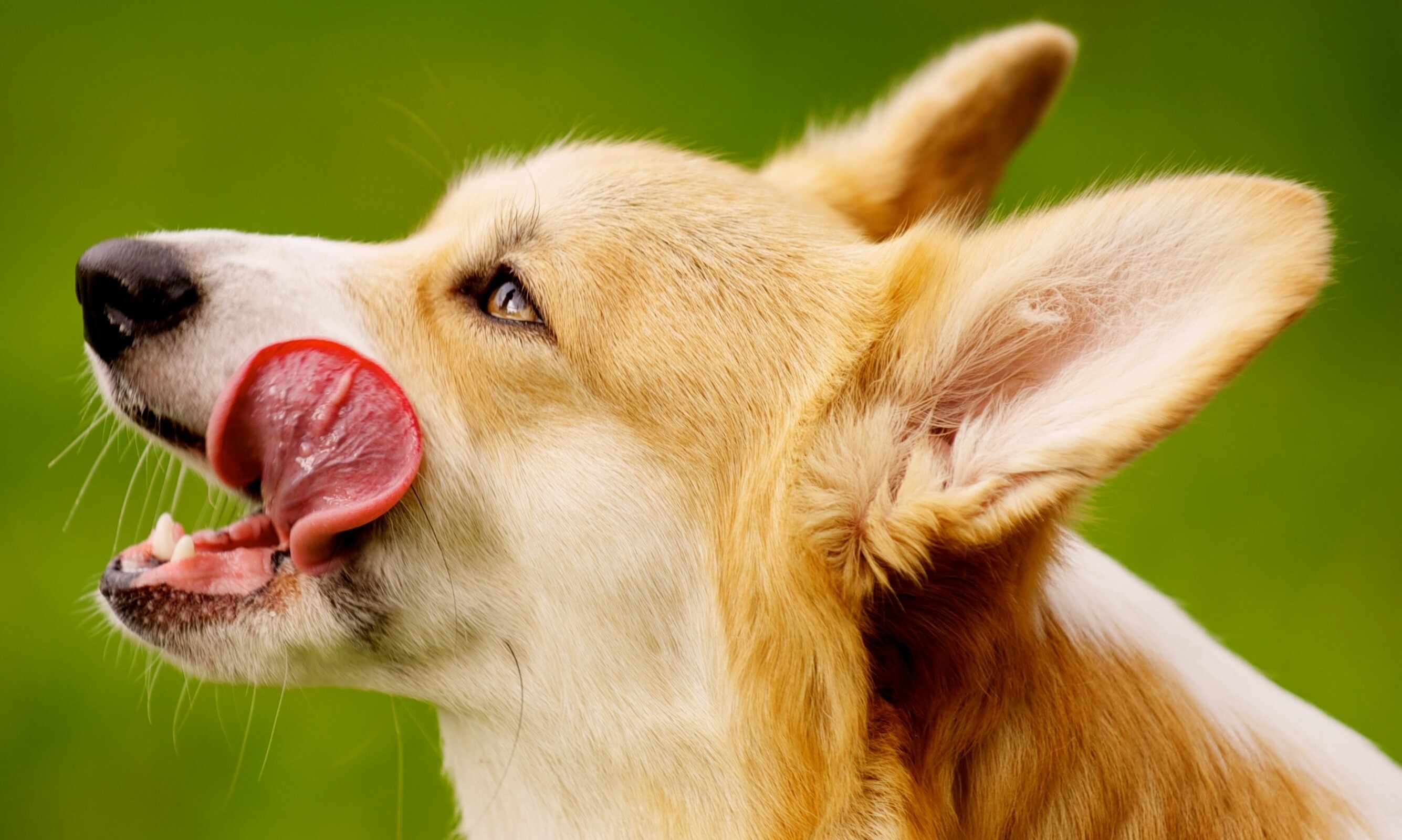 Profile, Corgis Wallpaper, 2670x1600 HD Desktop