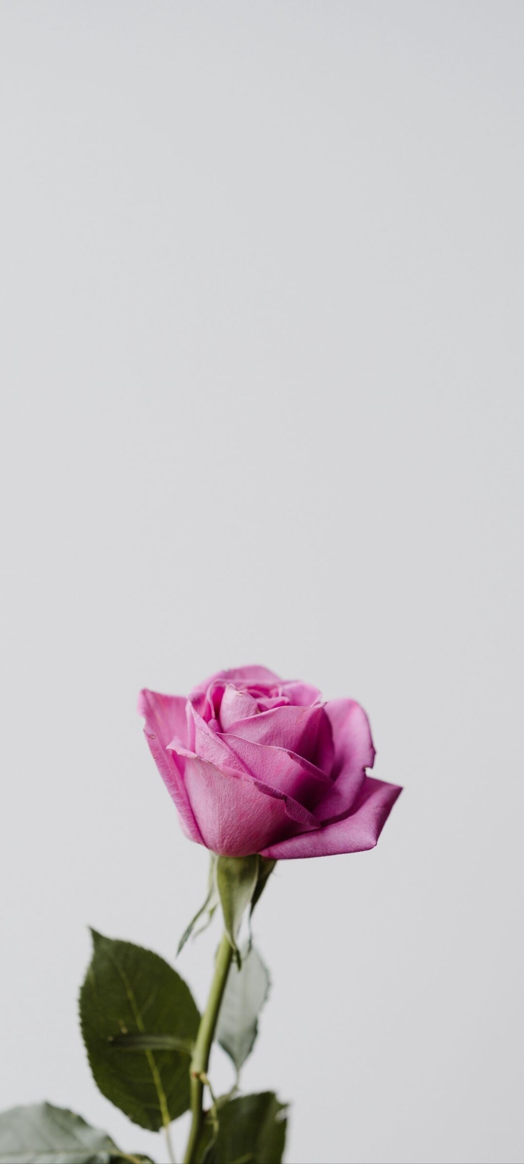 Pink rose, Delicate petals, Romantic symbol, Feminine allure, 1080x2400 HD Phone