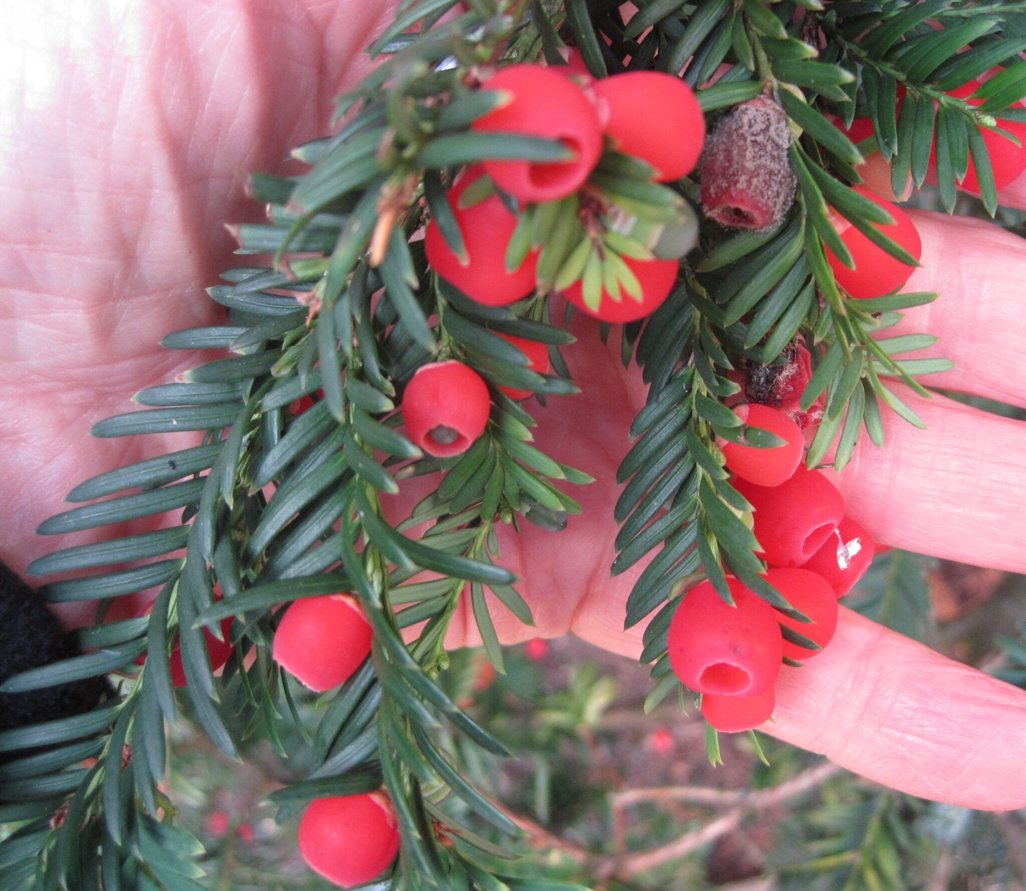 Yew tree guide, UK common yew tree, Identification, 2050x1780 HD Desktop