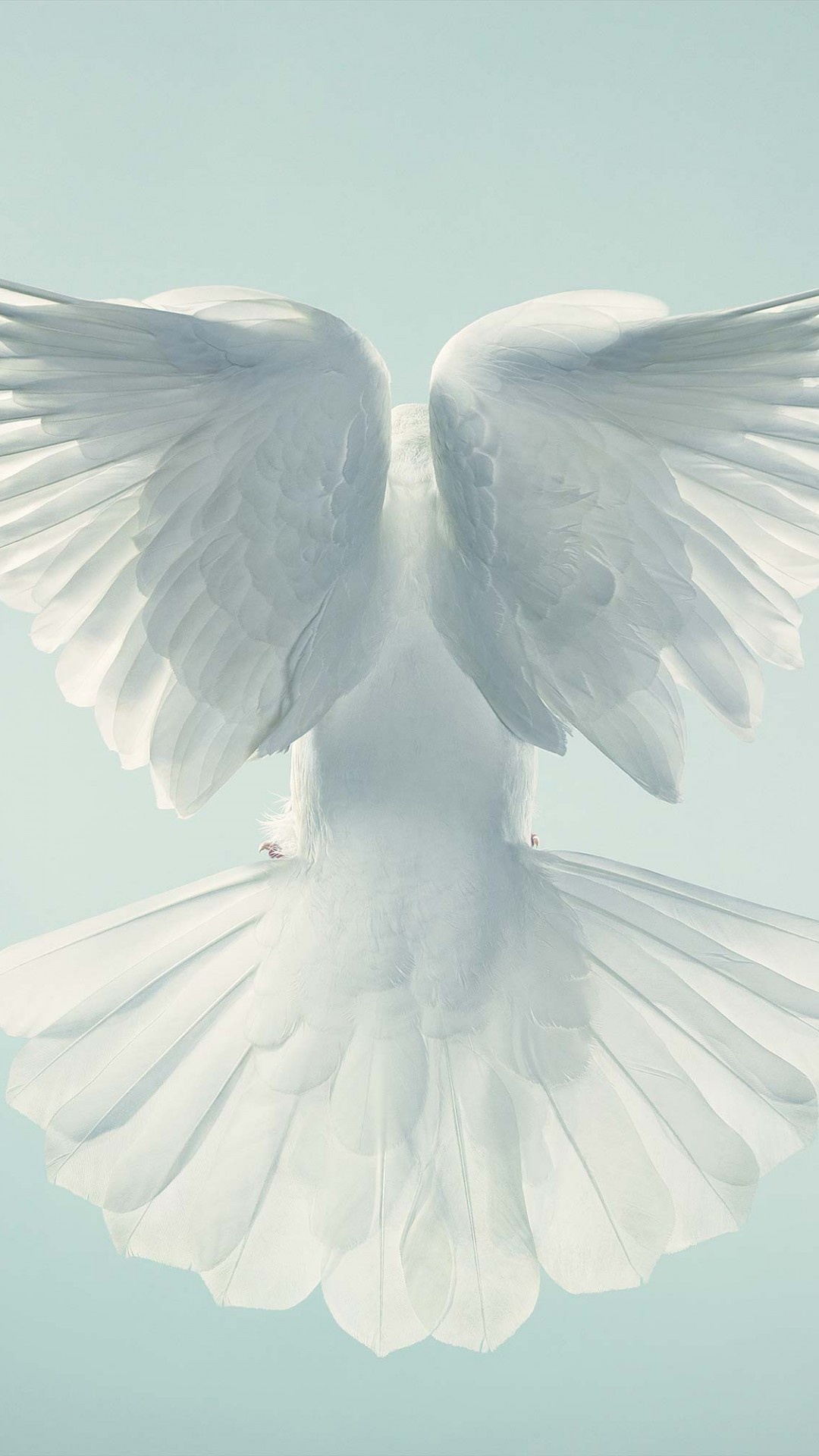 Wallpaper dove, Pigeon in flight, Sky animals, Aerial beauty, 1080x1920 Full HD Phone