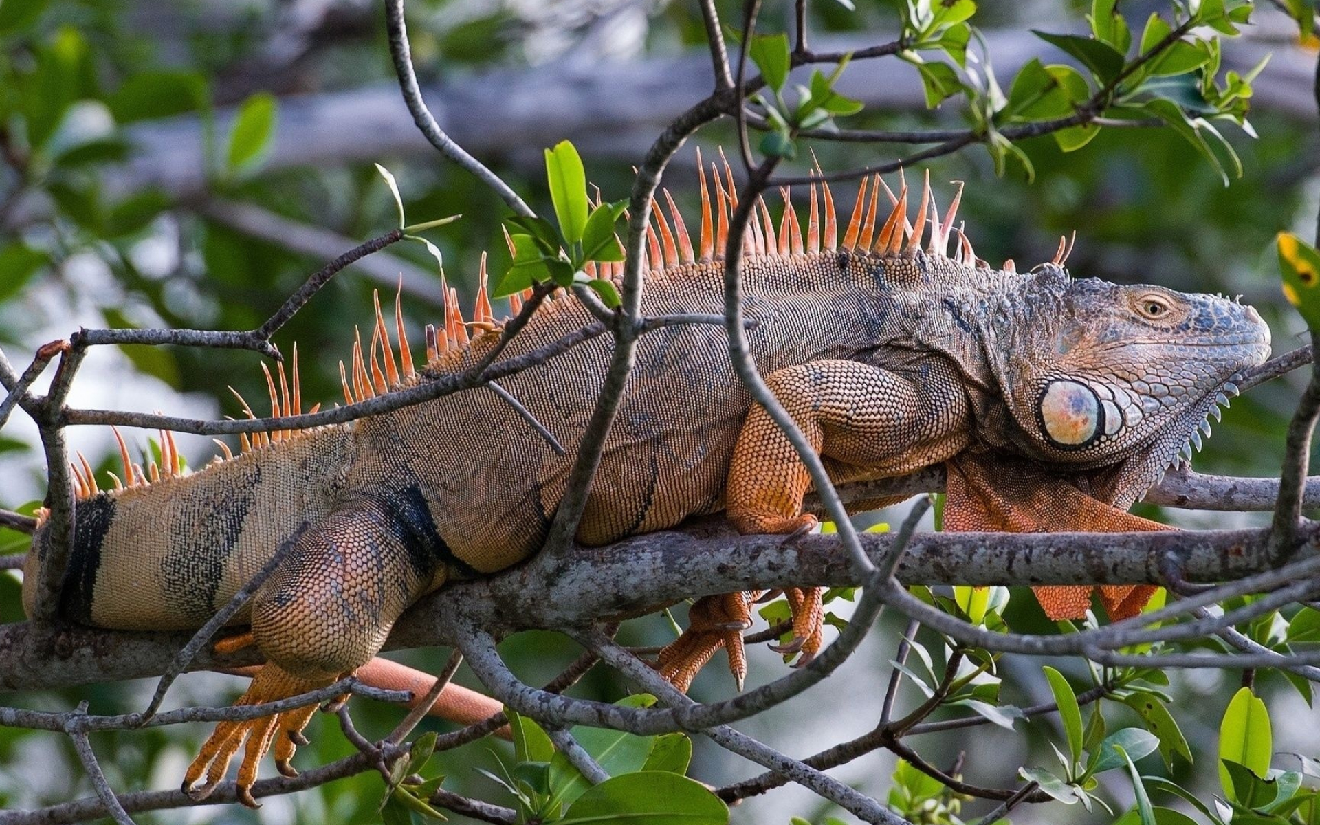 Iguana iguana, Animals and pets, Reptilian beauty, Animal kingdom, 1920x1200 HD Desktop