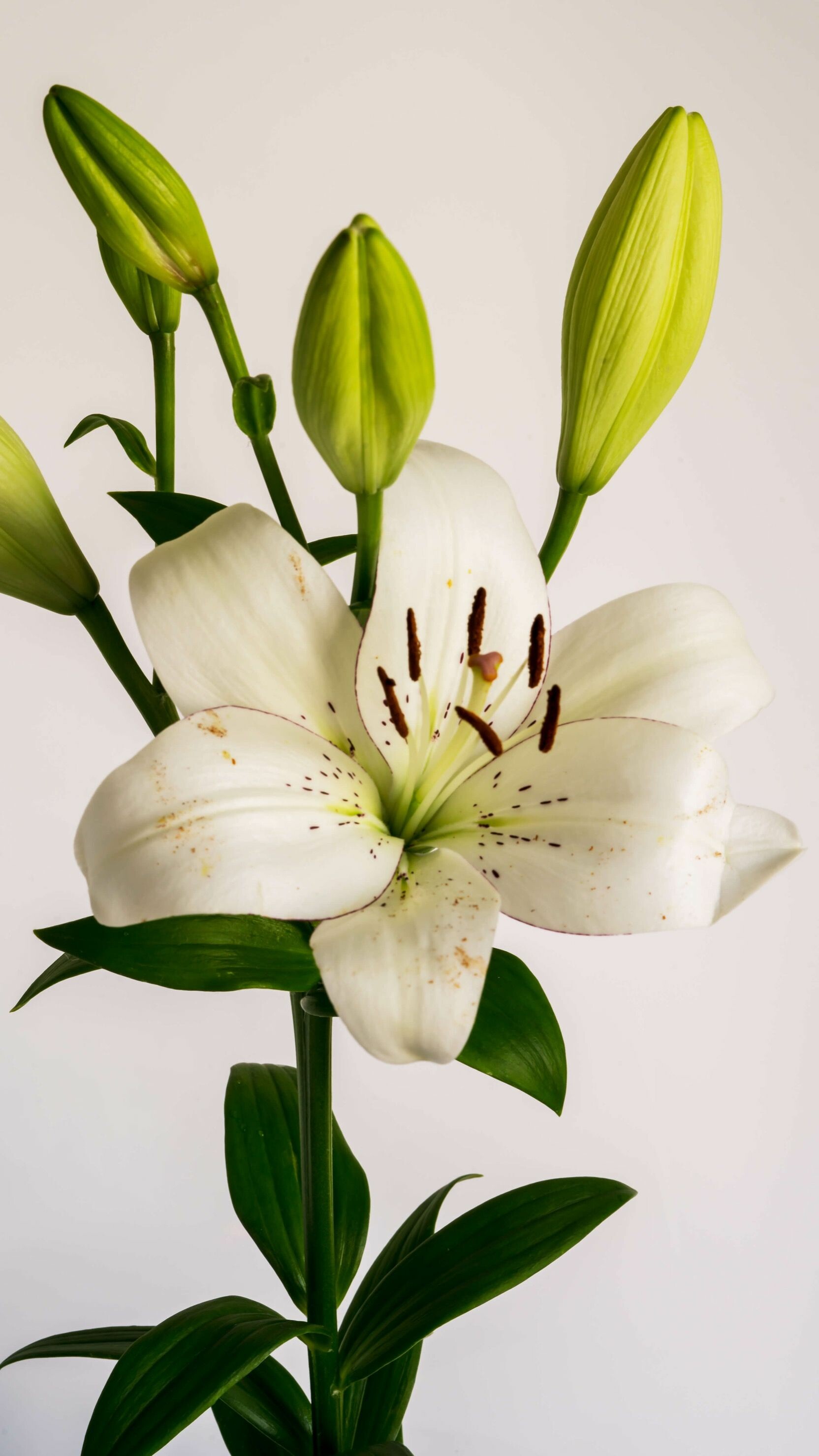 White lily wallpaper, Samantha Walker, Pure and elegant, Nature, 1670x2960 HD Phone