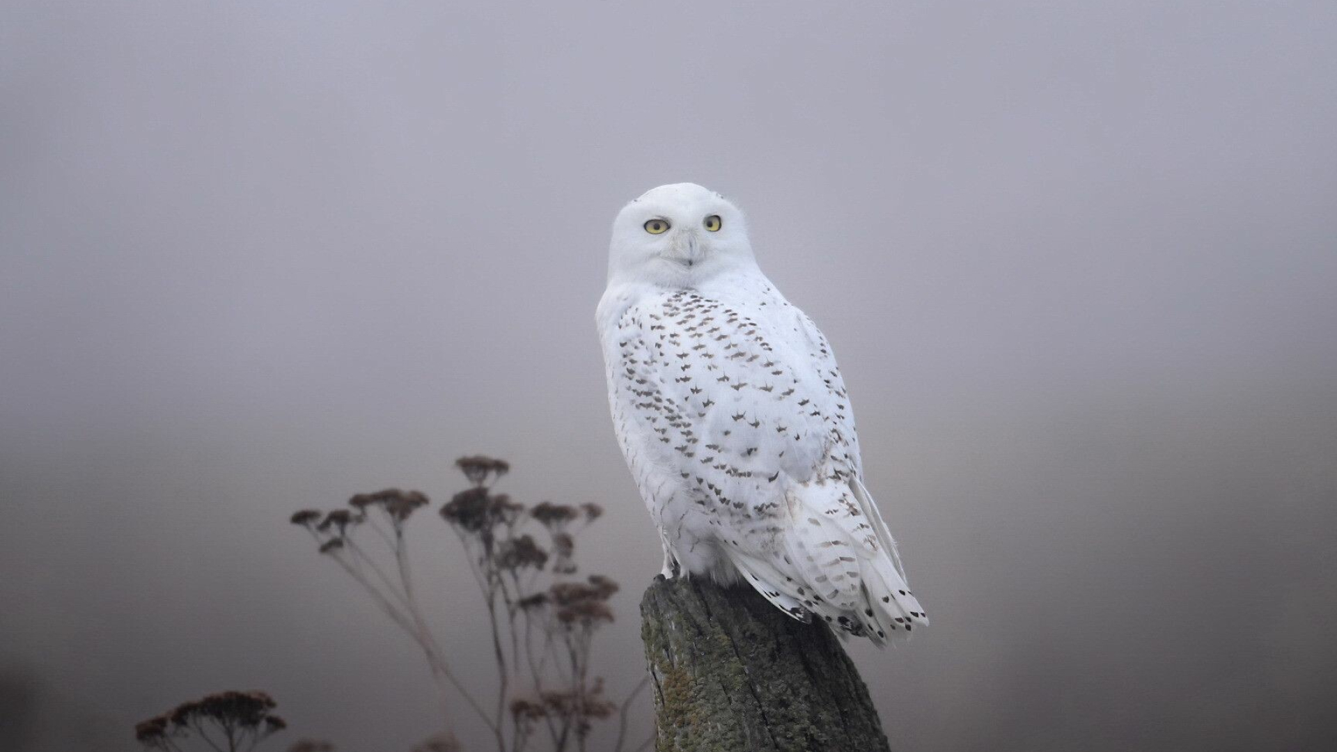 Snowy owl wallpapers, 4K HD images, Beautiful bird photography, Majestic and elegant, 1920x1080 Full HD Desktop