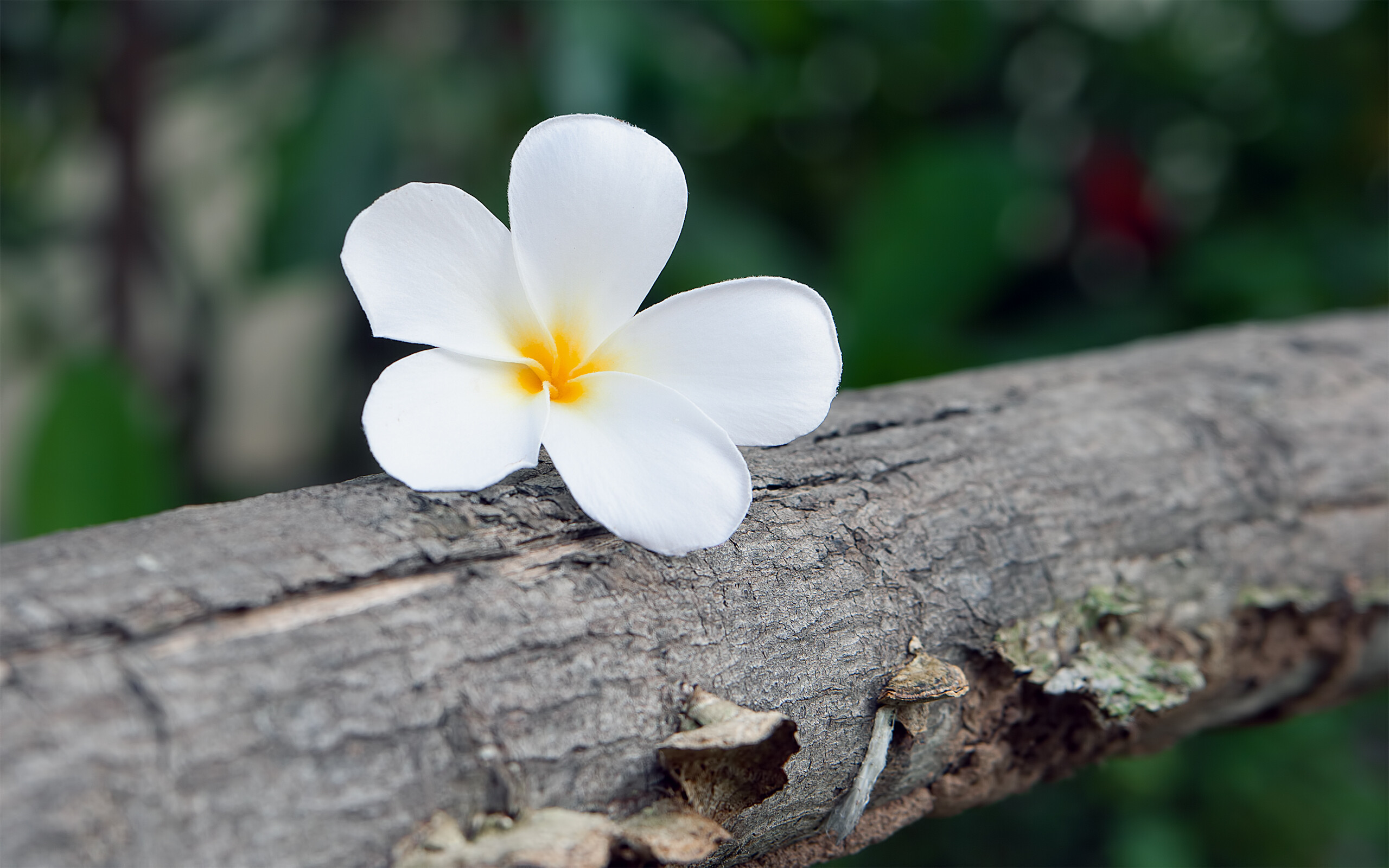 Lovely frangipani flower, Delicate petals, Floral motif, Captivating beauty, 2560x1600 HD Desktop