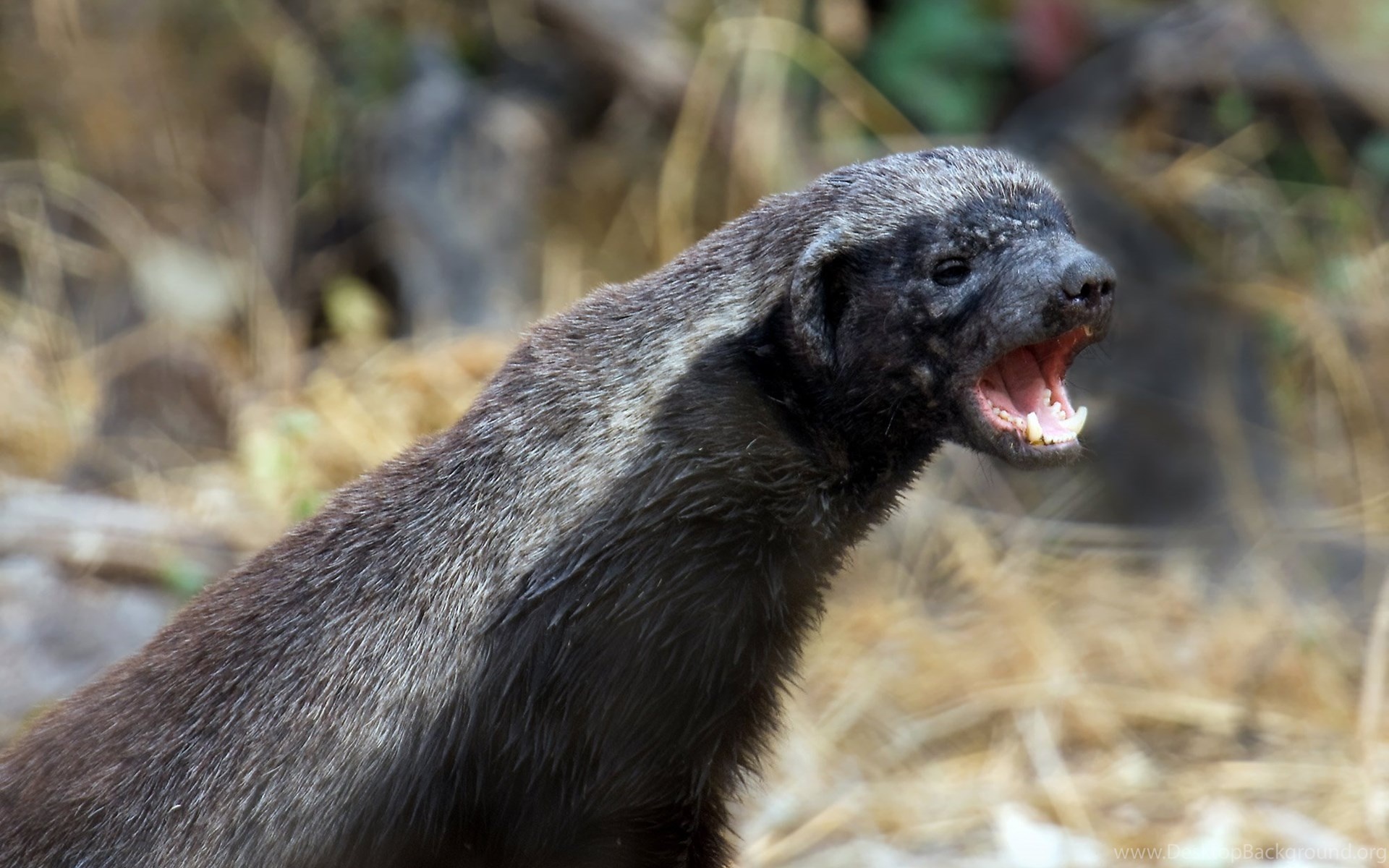 Alluring honey badger, Captivating animal wallpaper, Fascinating creature, Wildlife enthusiast's delight, 1920x1200 HD Desktop