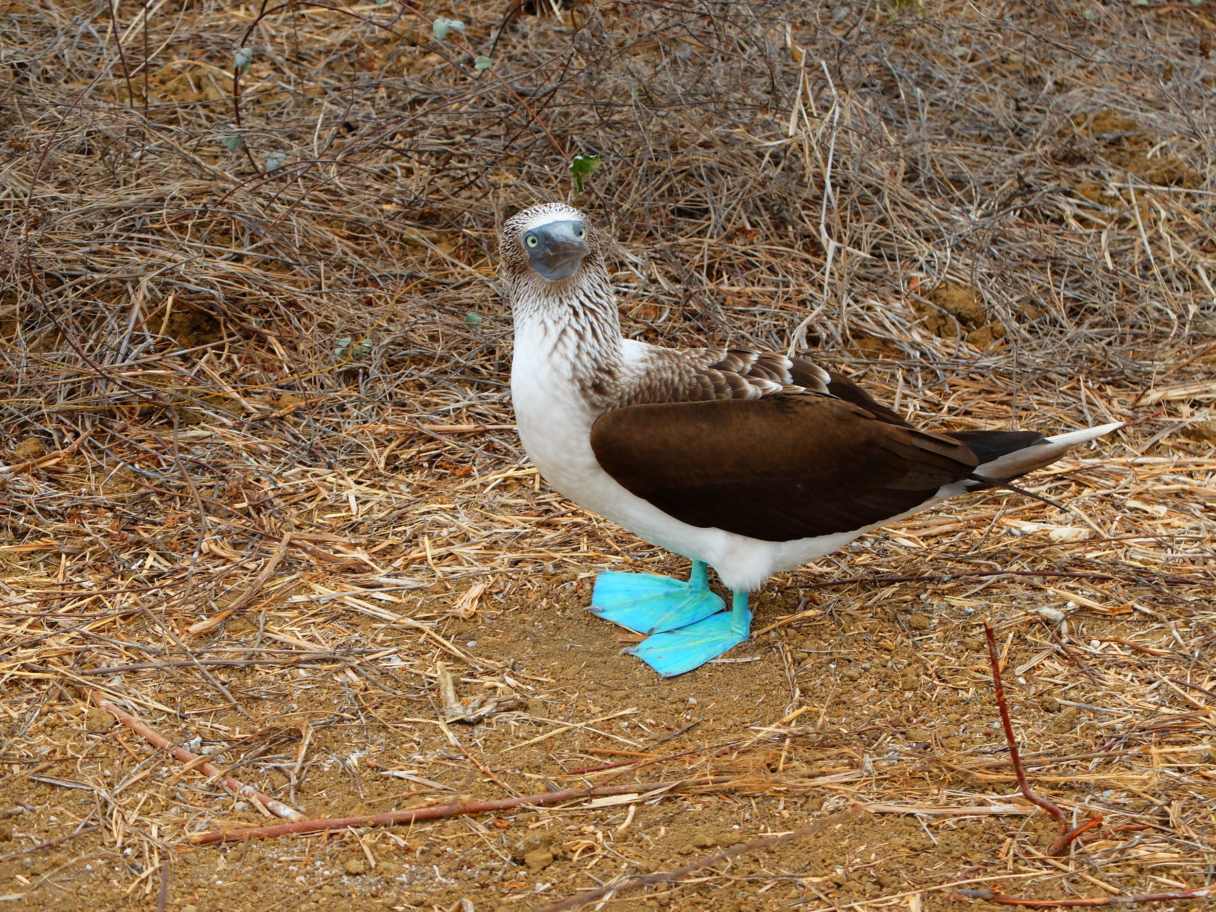 Blue footed booby, Wayfarers handbook, Bird, Adorable, 2500x1880 HD Desktop