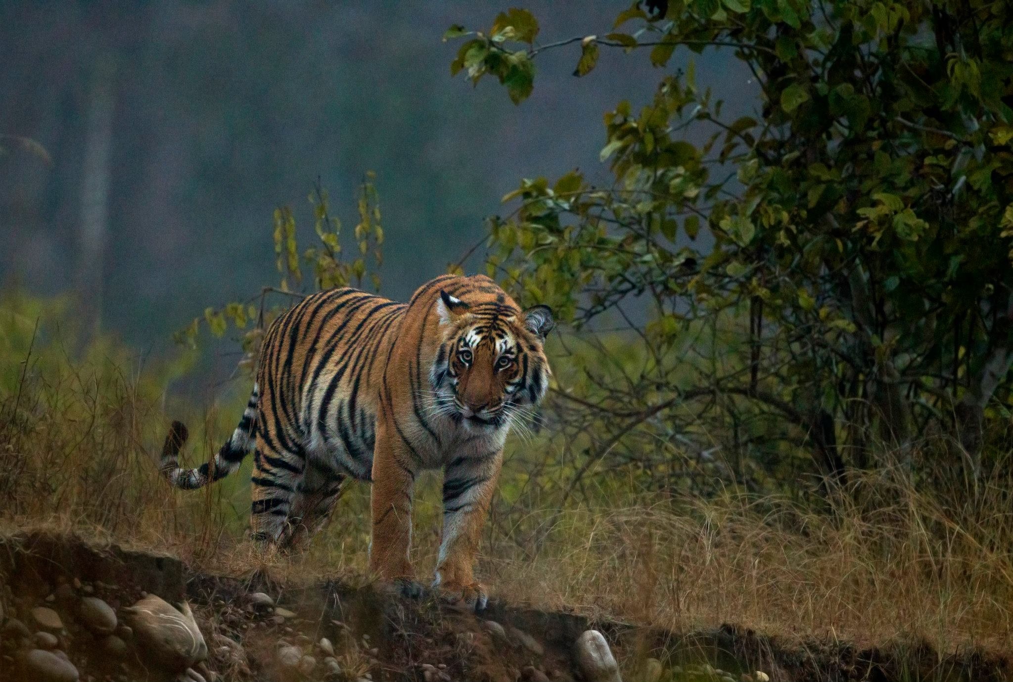 Jim Corbett National Park, Tour Package, Jungle Safari, Hotel Booking, 2050x1380 HD Desktop