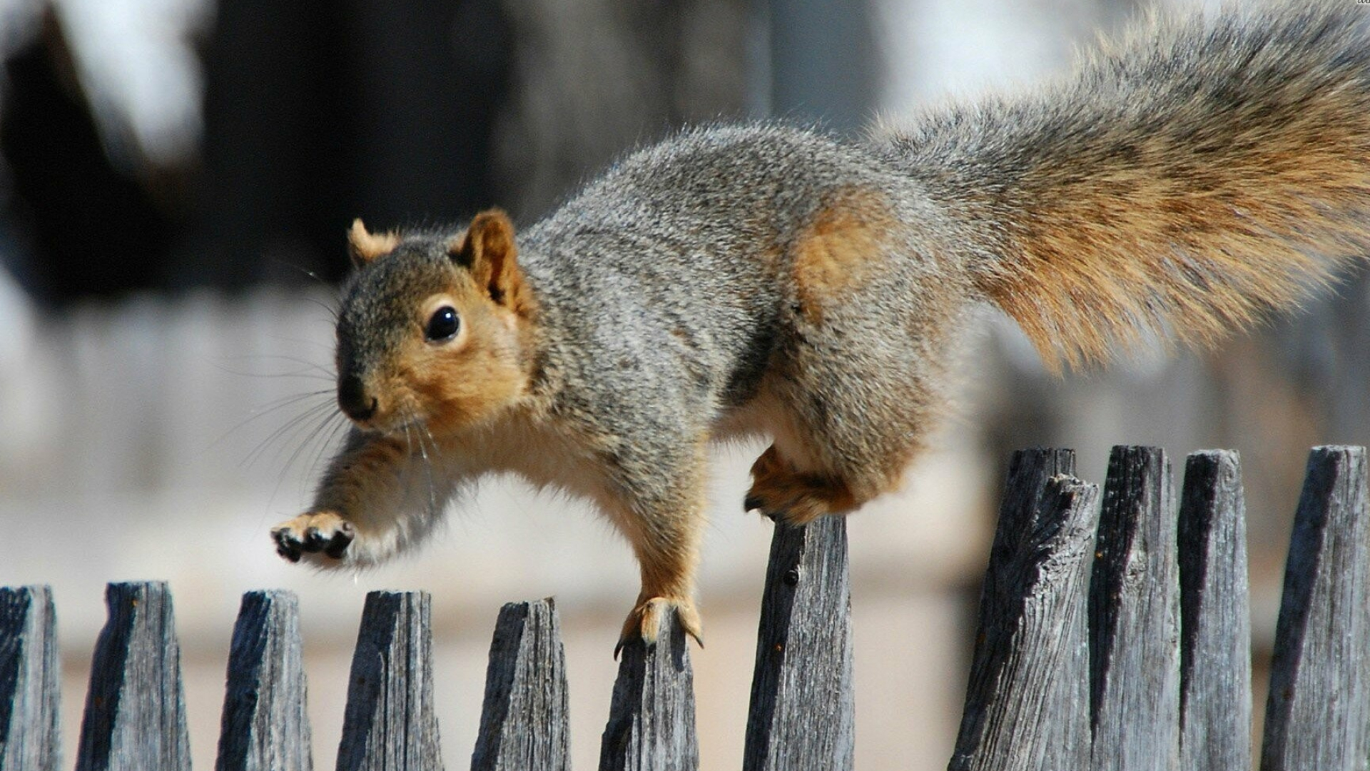 Fox squirrel, Squirrels Wallpaper, 1920x1080 Full HD Desktop