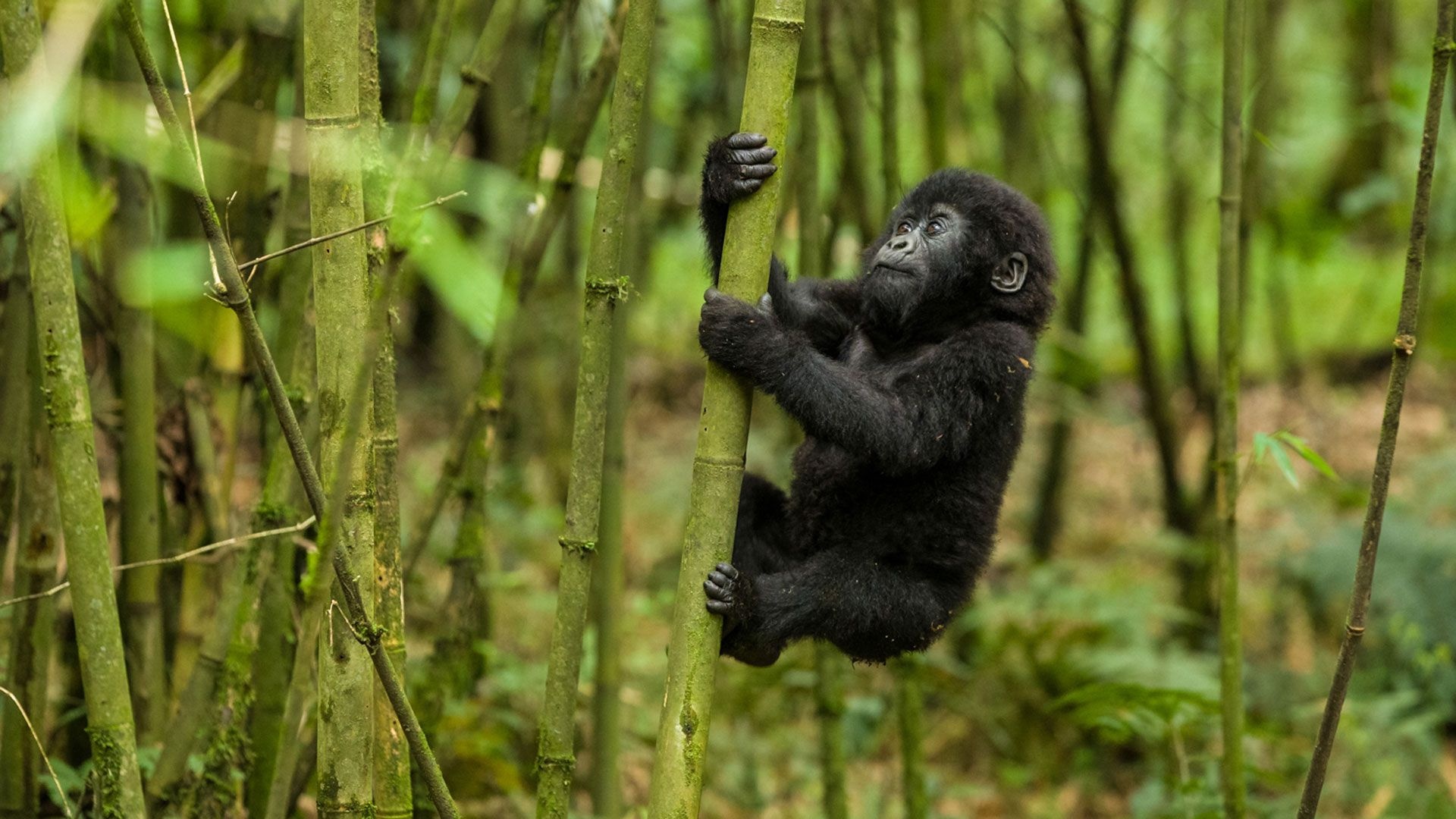 Cute gorilla, Adorable expression, Free download, Impressive background, 1920x1080 Full HD Desktop