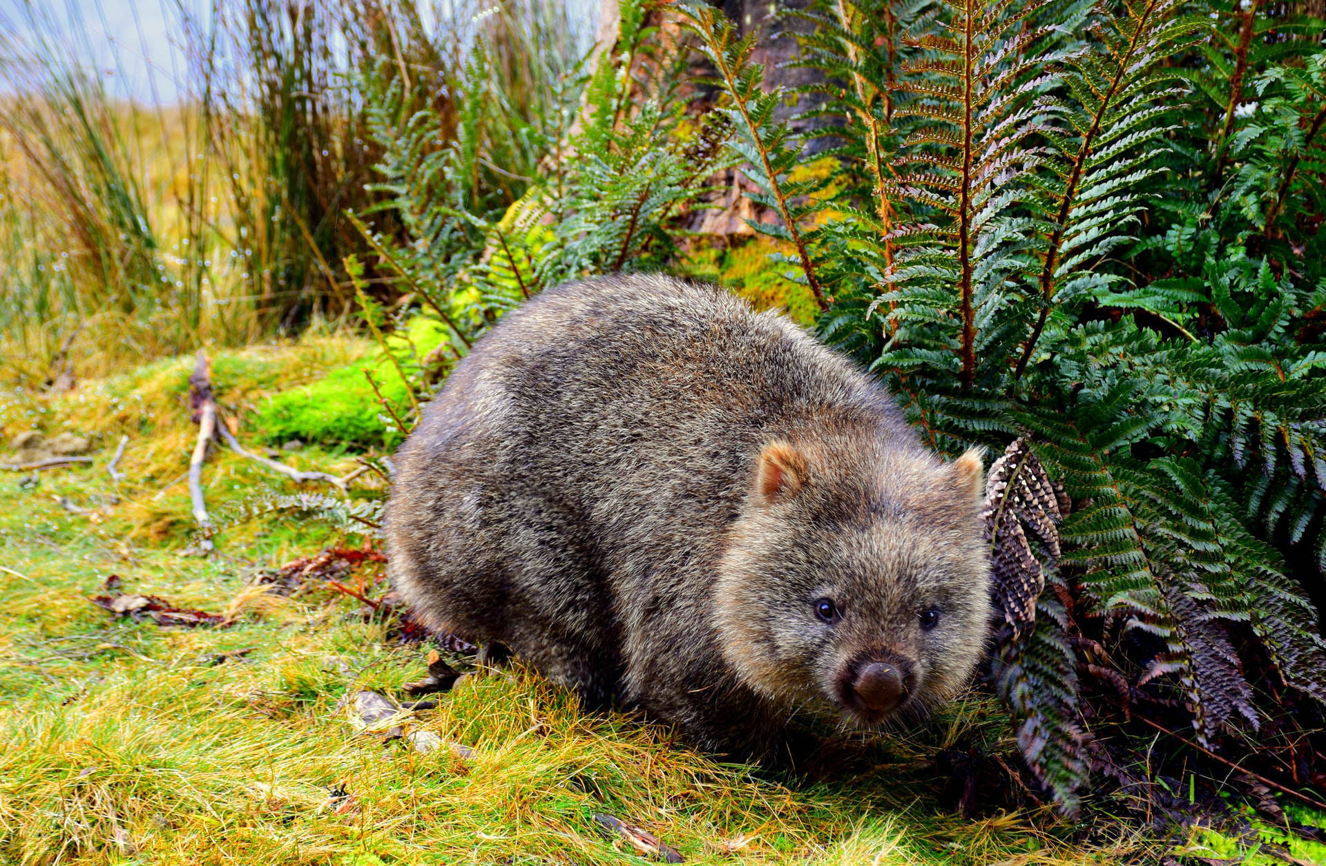 Wombat poop, Unique biology, Science article, 1920x1260 HD Desktop