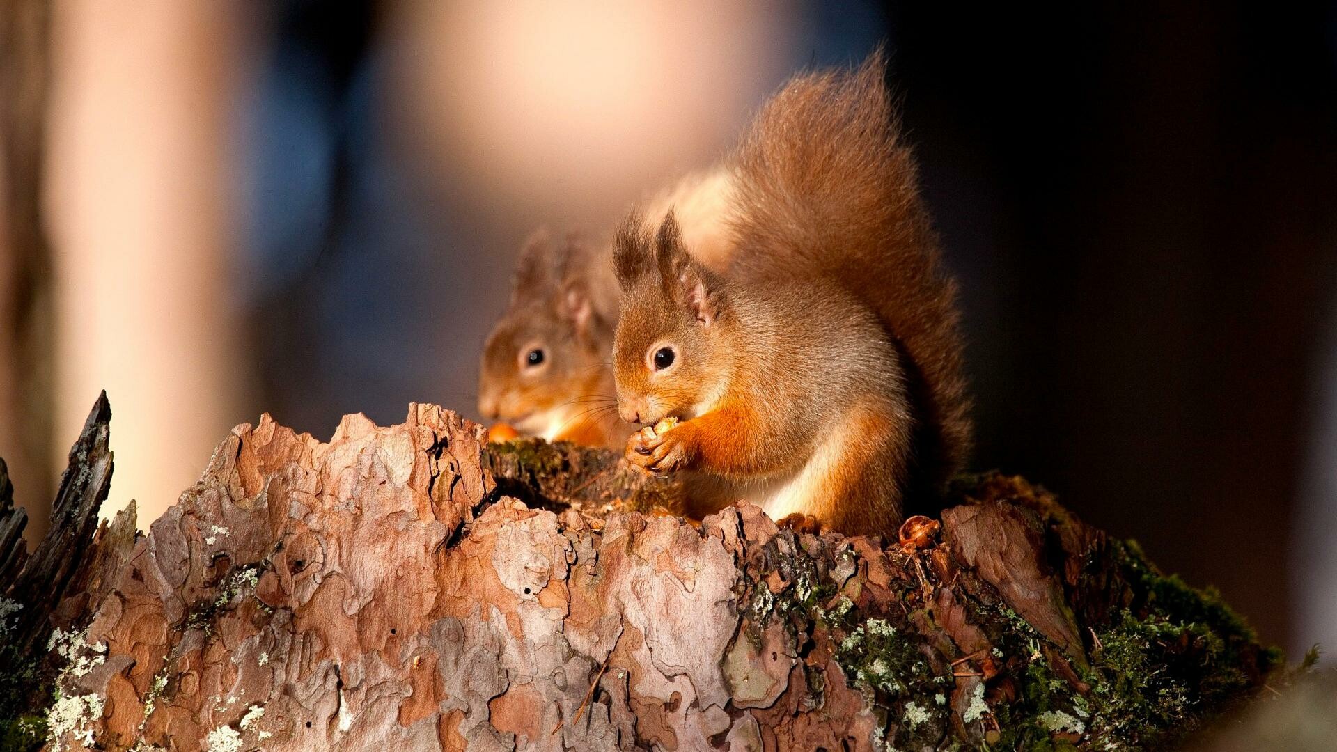 HD squirrel wallpaper, High-resolution images, Nature's beauty, Wildlife, 1920x1080 Full HD Desktop