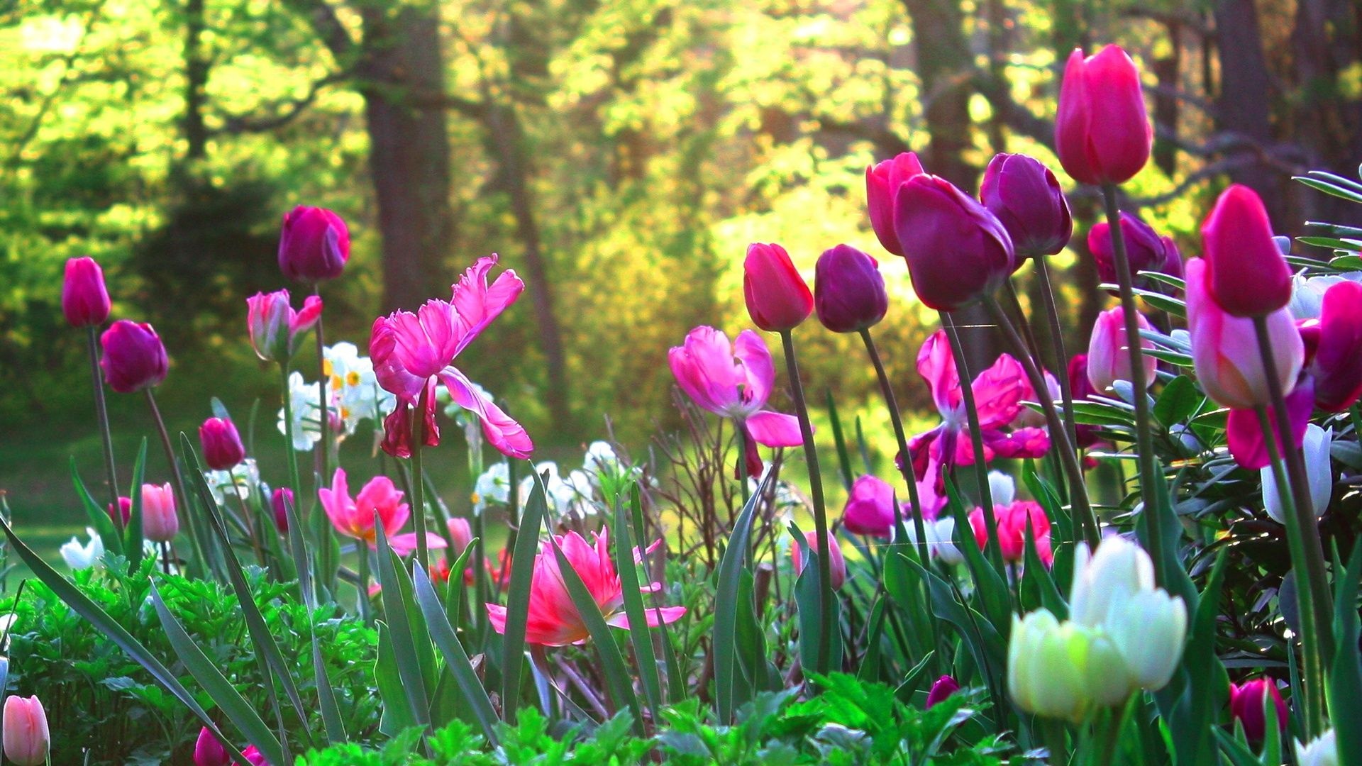 magenta tulip blossoms, white narcissus flowers, sunlit spring garden, Full HD Desktop wallpaper