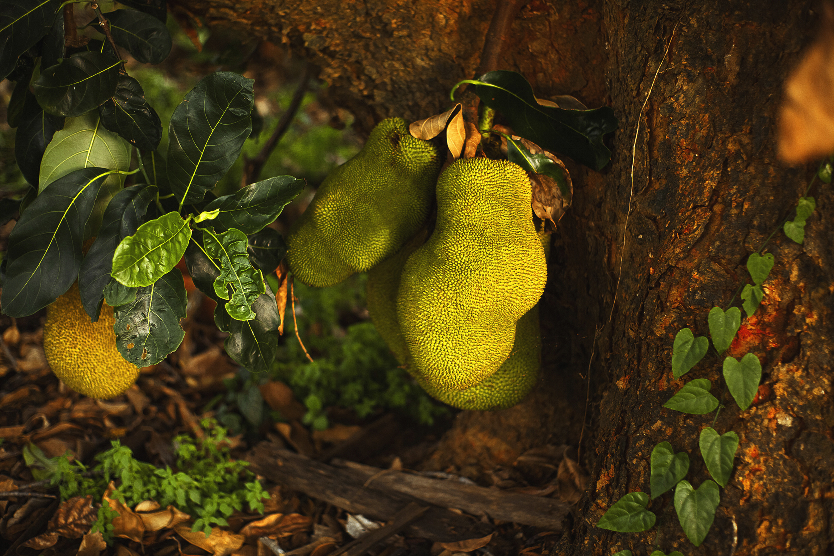 Best jackfruit photos, Pexels stock images, High-quality visuals, Free download, 2700x1800 HD Desktop