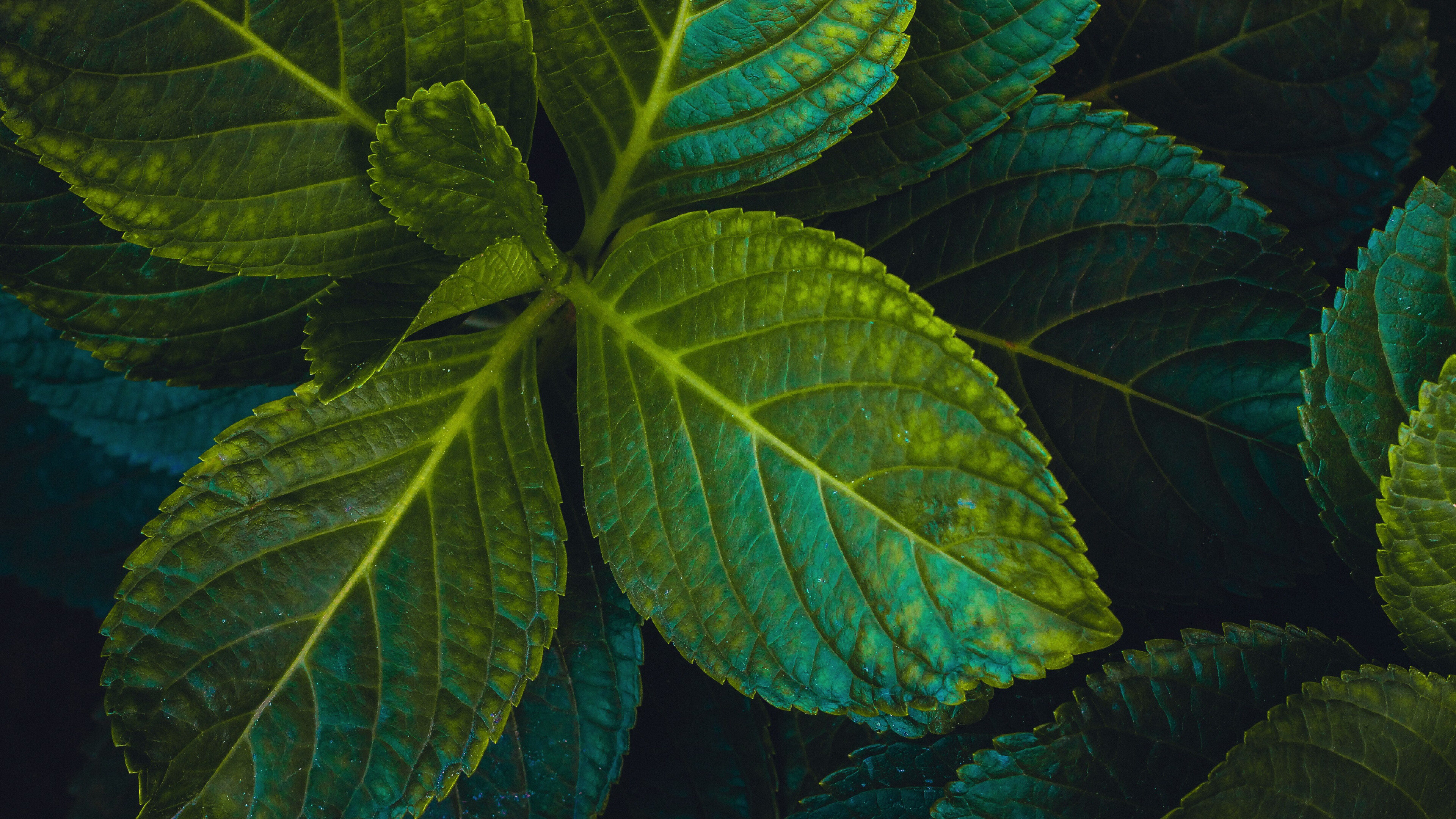 Green leaves close-up, 4K UHD, Wide-screen HD image, Nature's beauty, 3840x2160 4K Desktop