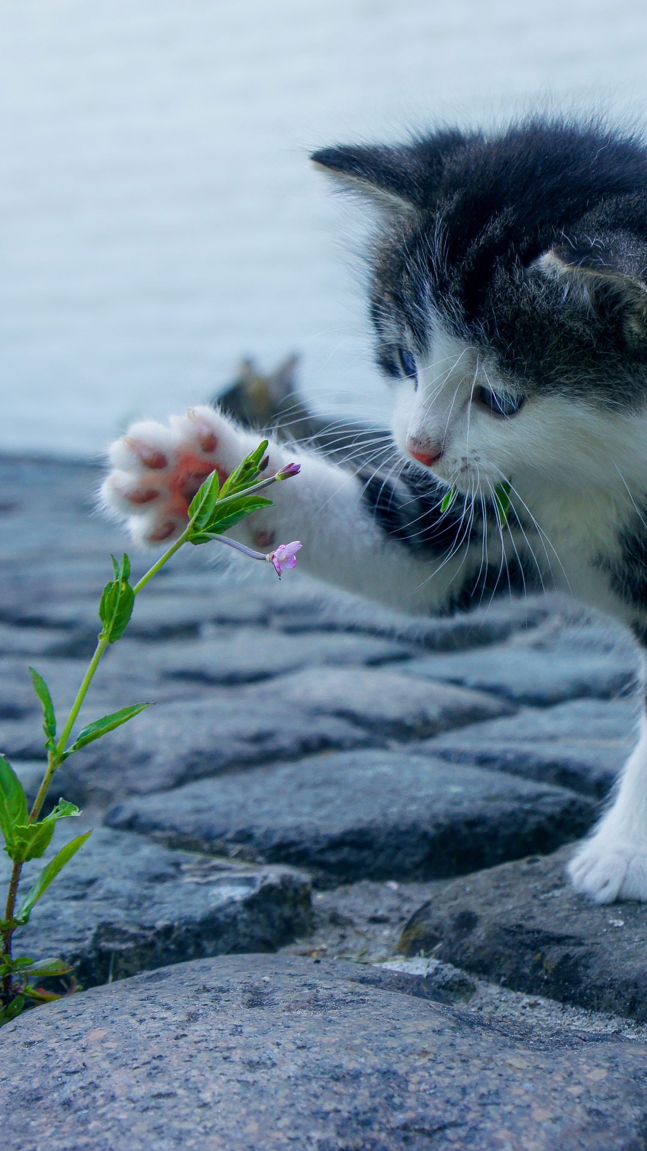 Tabby and white kitten, Pink wildflower stem, Stone cobblestone pavement, 4K Phone wallpaper