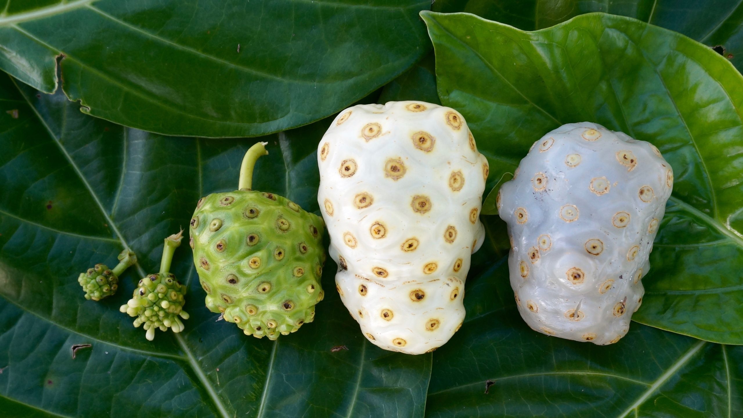 Noni Fruit, Plant characteristics, Tropical soil, Morinda citrifolia, 2560x1440 HD Desktop