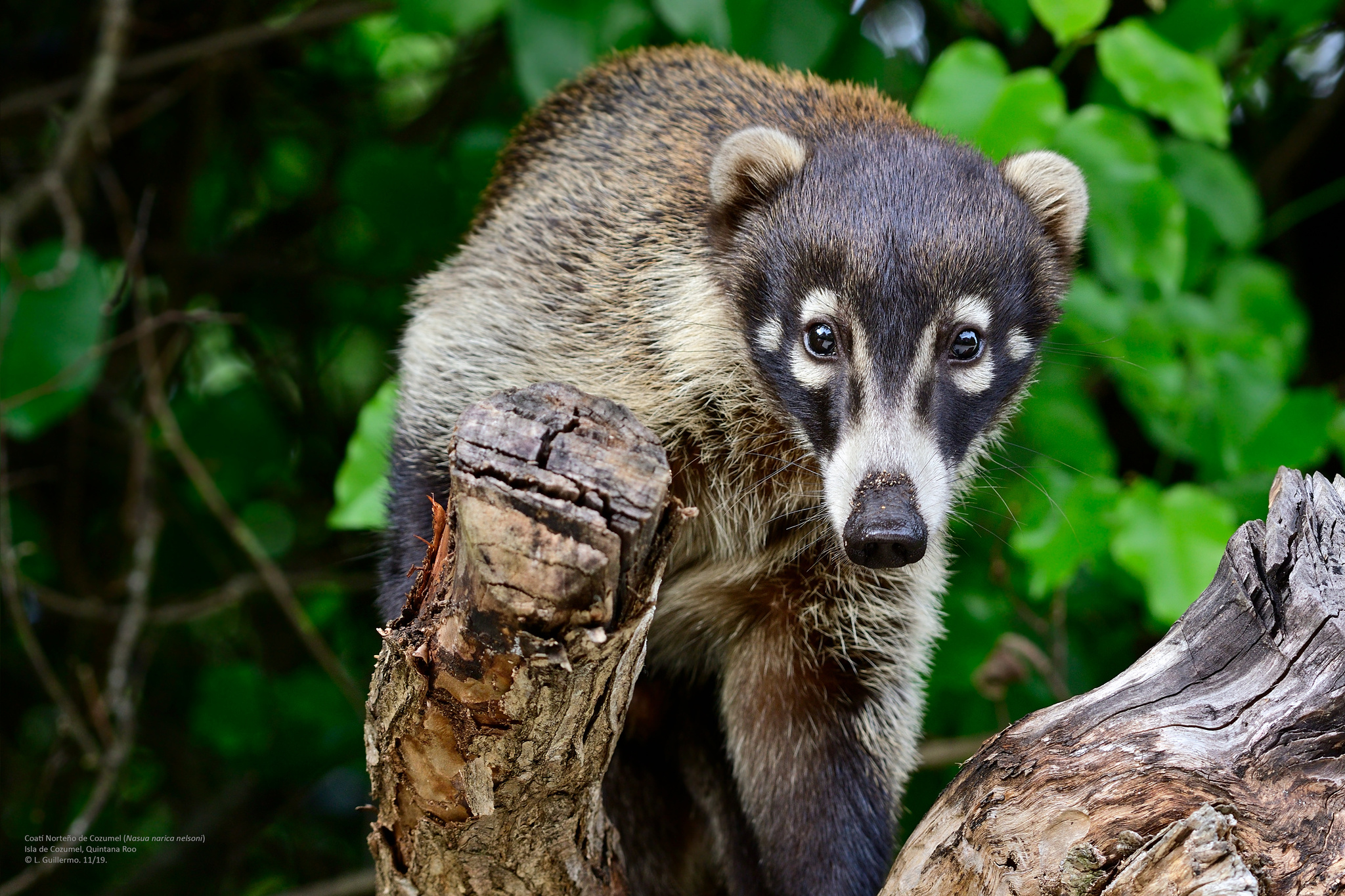 Cozumel island coati, Subspecies nasua narica, Inaturalist, 2050x1370 HD Desktop