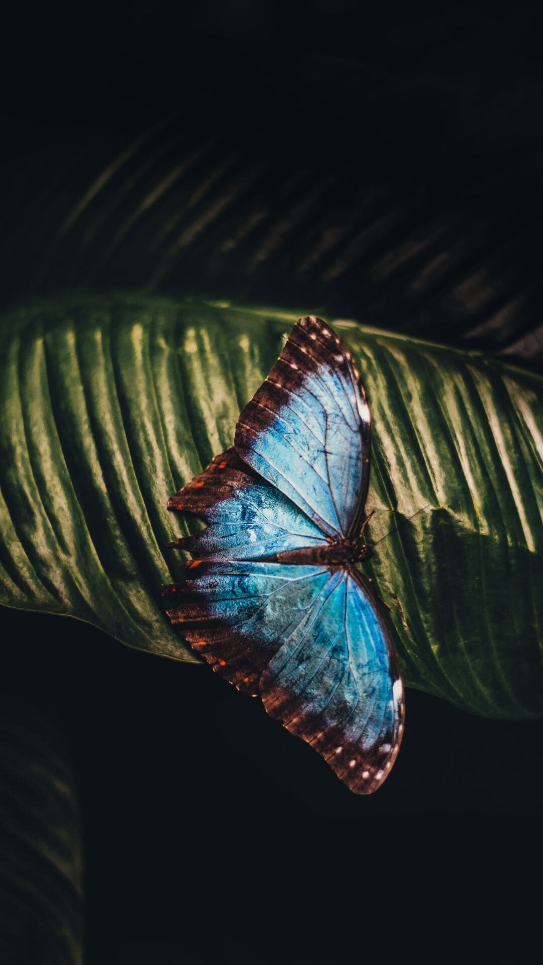 Vibrant butterflies, Beautiful wing patterns, Nature's delicate creatures, Symbol of transformation, 1080x1920 Full HD Phone